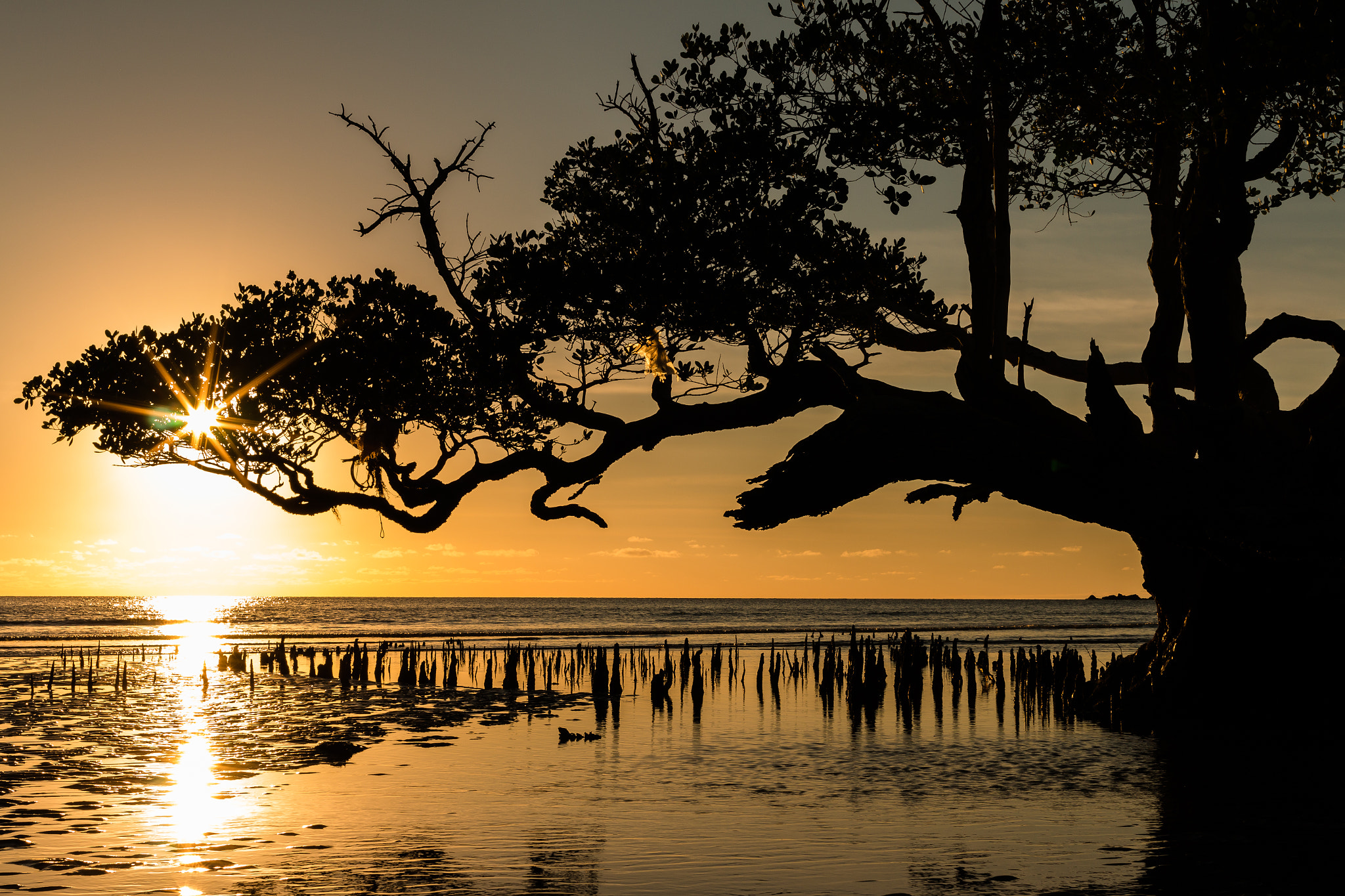 Canon EOS 70D + Canon EF 35mm F2 IS USM sample photo. Mangrove photography