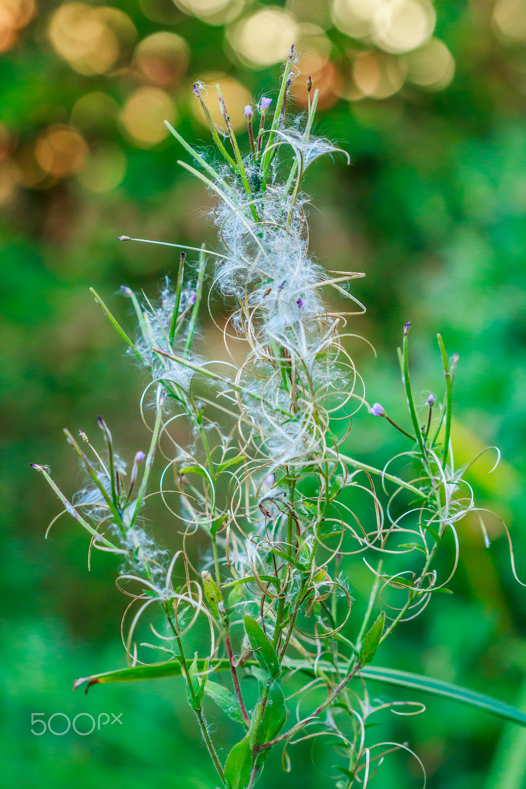 Canon EF 100mm F2.8 Macro USM sample photo. Just smoking photography