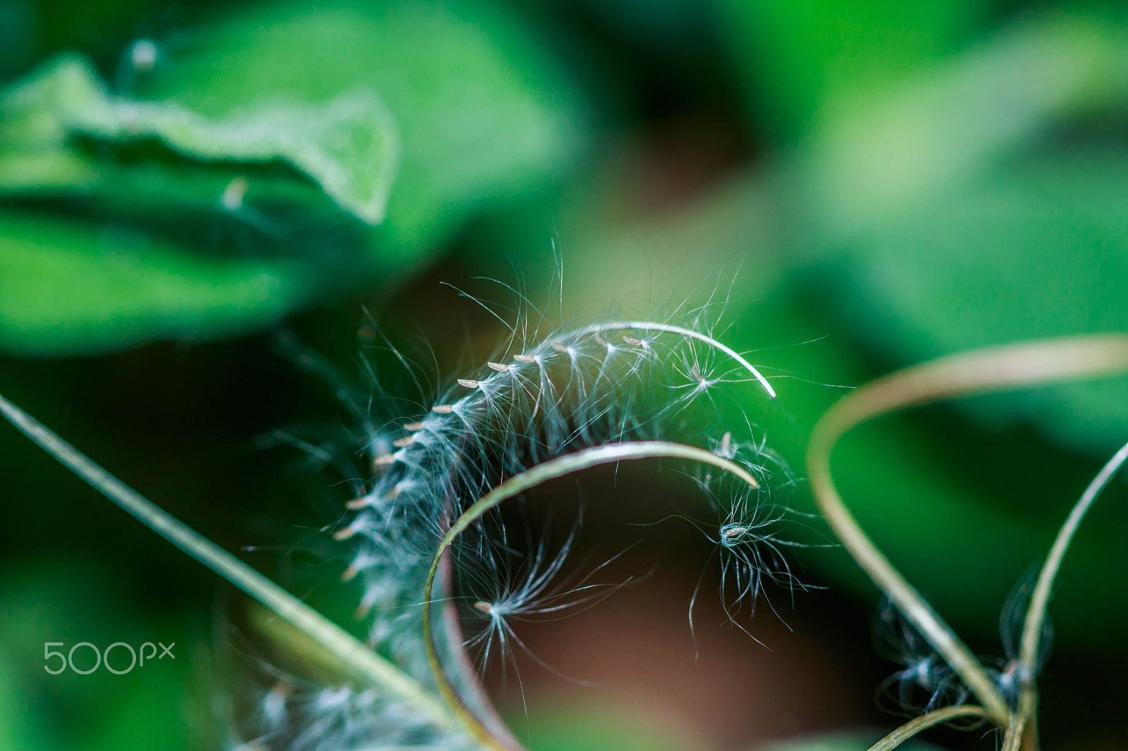 Canon EF 100mm F2.8 Macro USM sample photo. Blown away photography