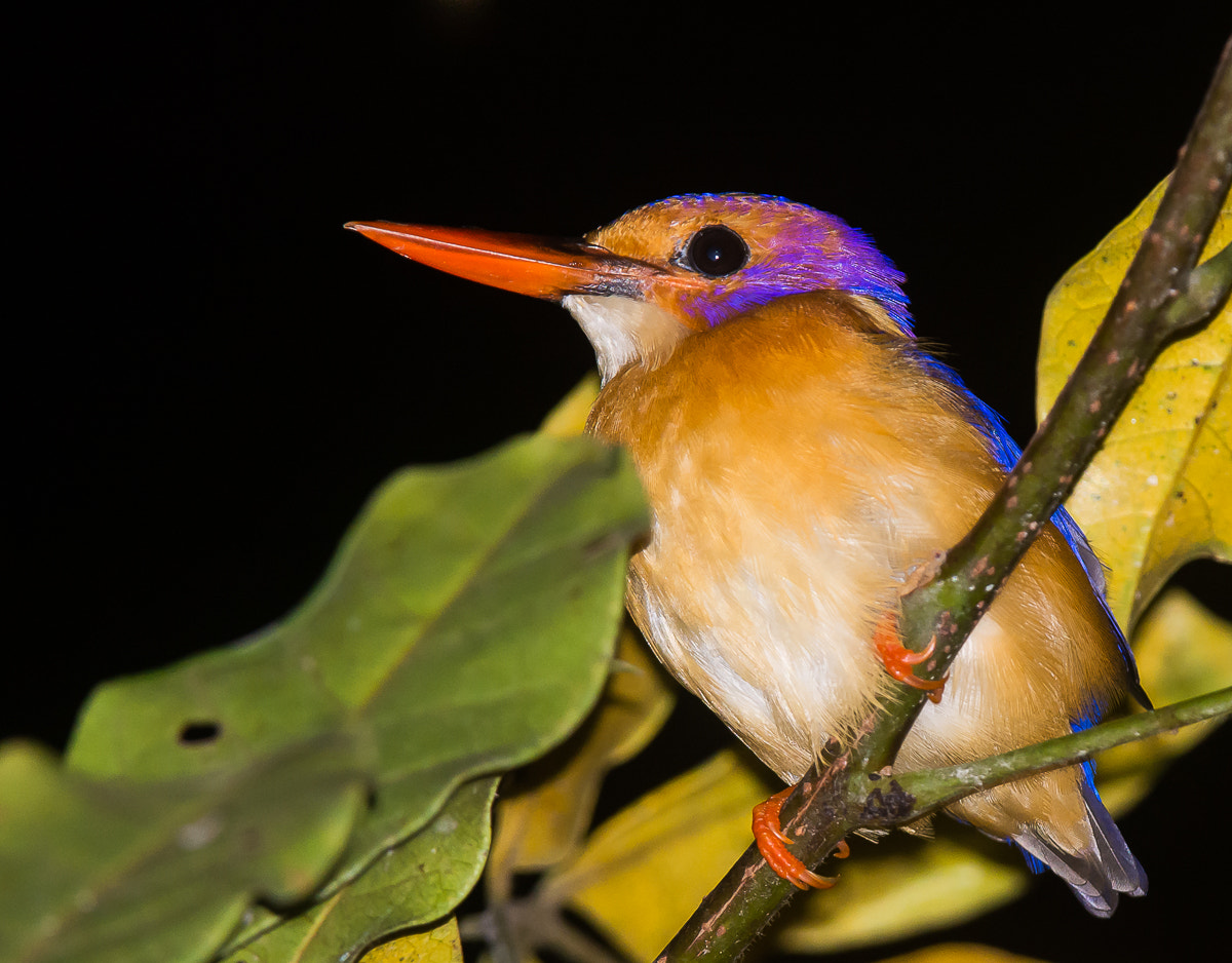 Nikon AF-S Nikkor 200-400mm F4G ED-IF VR sample photo. Pygmy kingfisher photography
