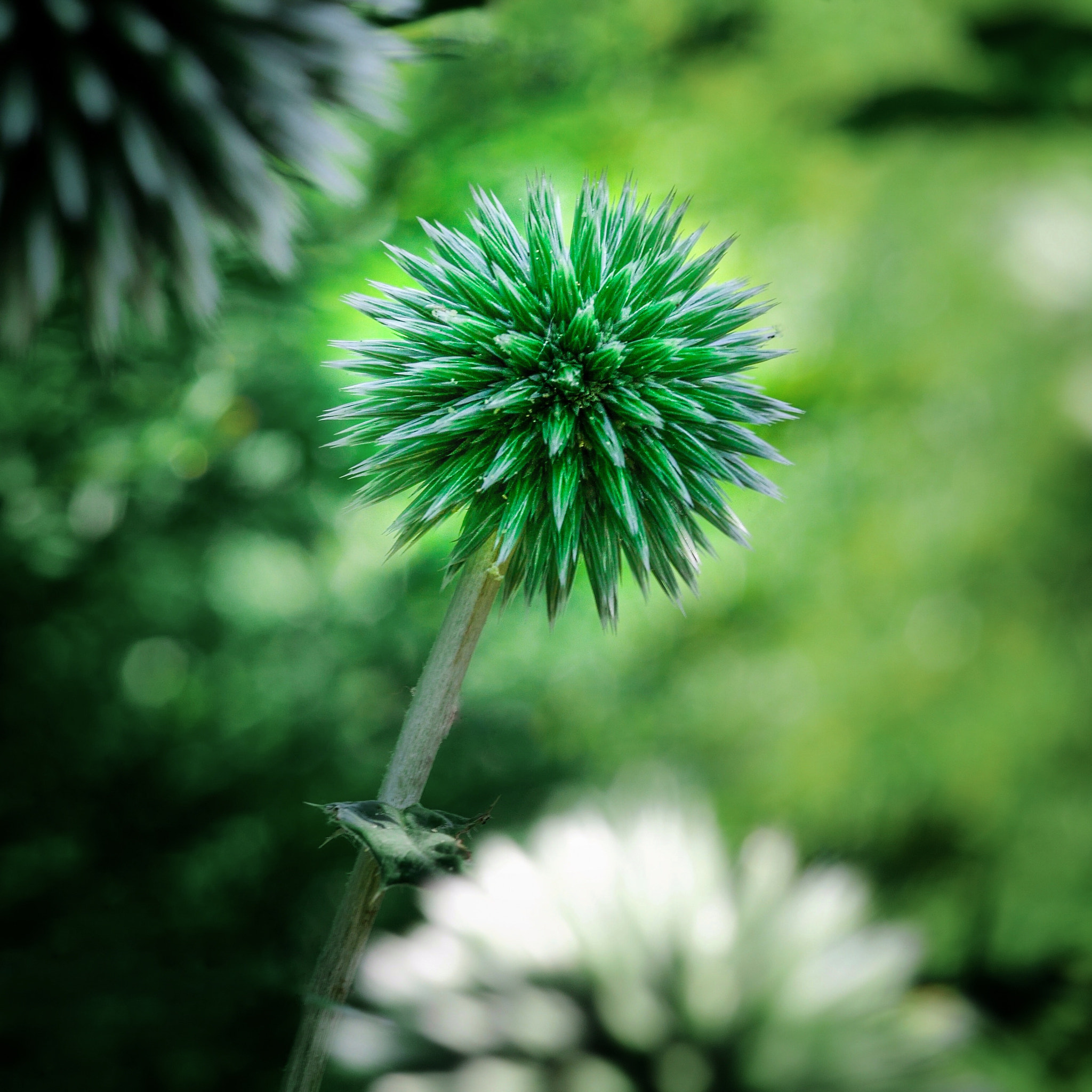 Panasonic Lumix DMC-GX7 + Sigma 60mm F2.8 DN Art sample photo. Green photography