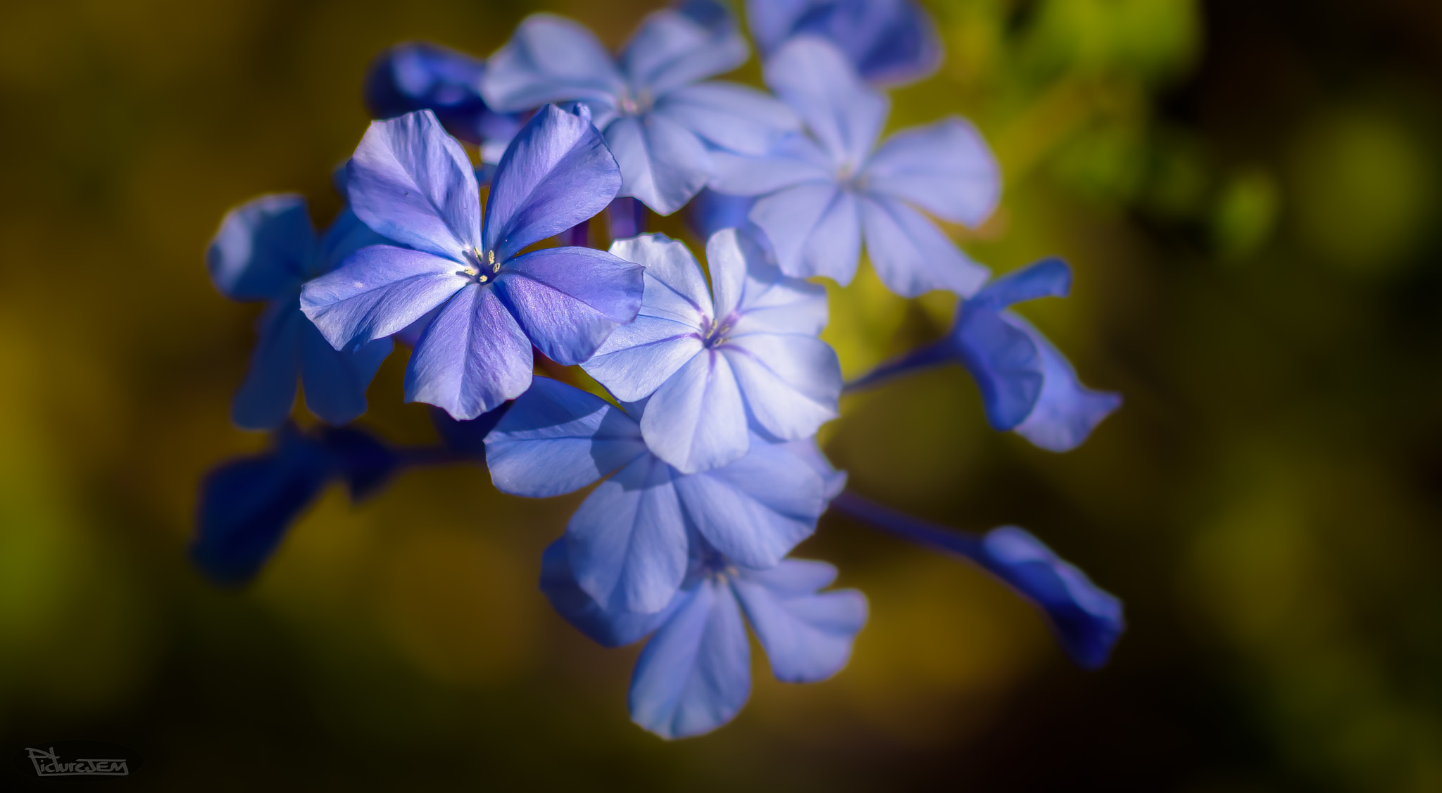 Sigma 105mm F2.8 EX DG OS HSM sample photo. Flores photography