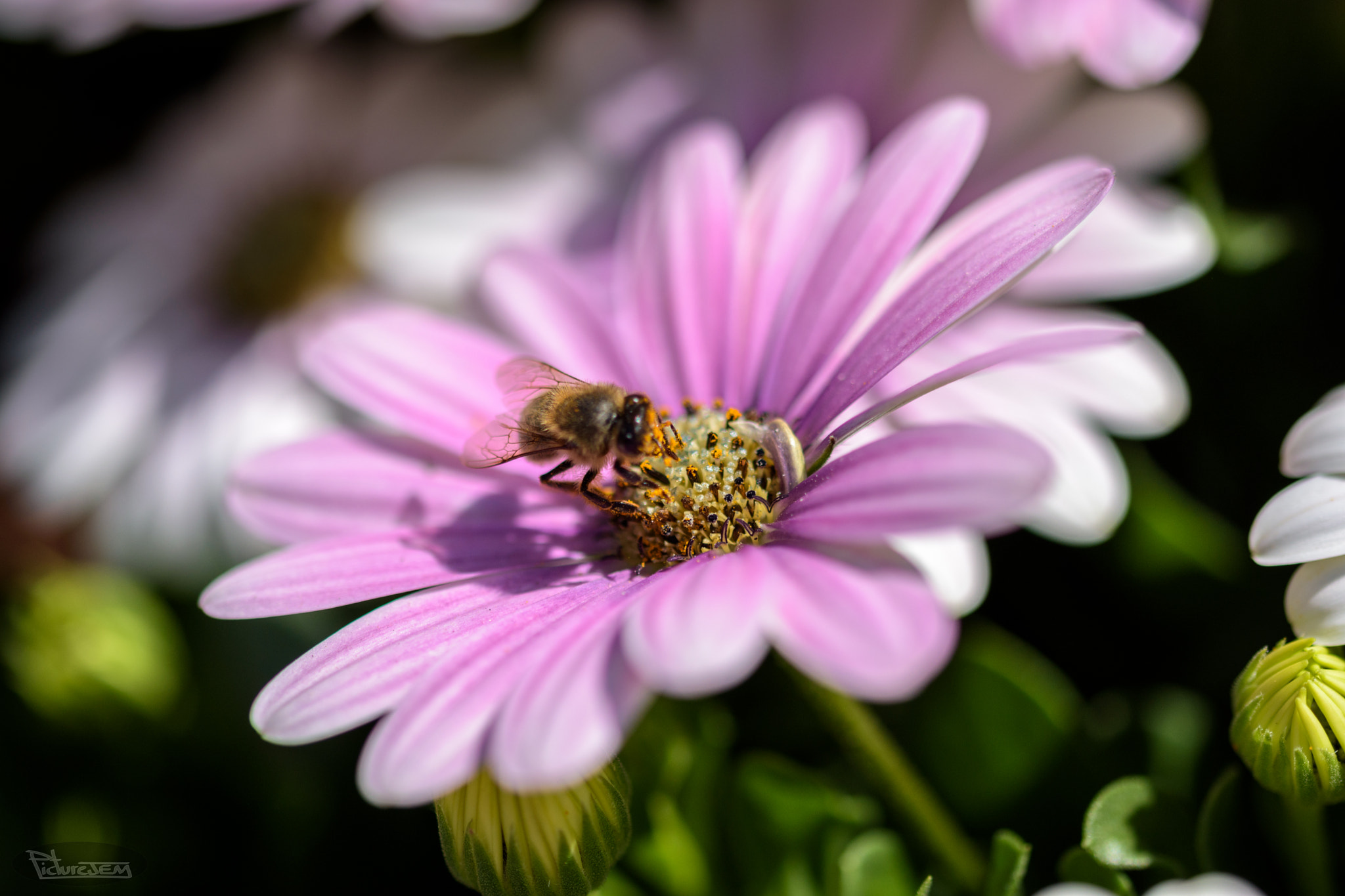 Sigma 105mm F2.8 EX DG OS HSM sample photo. Margaritas photography