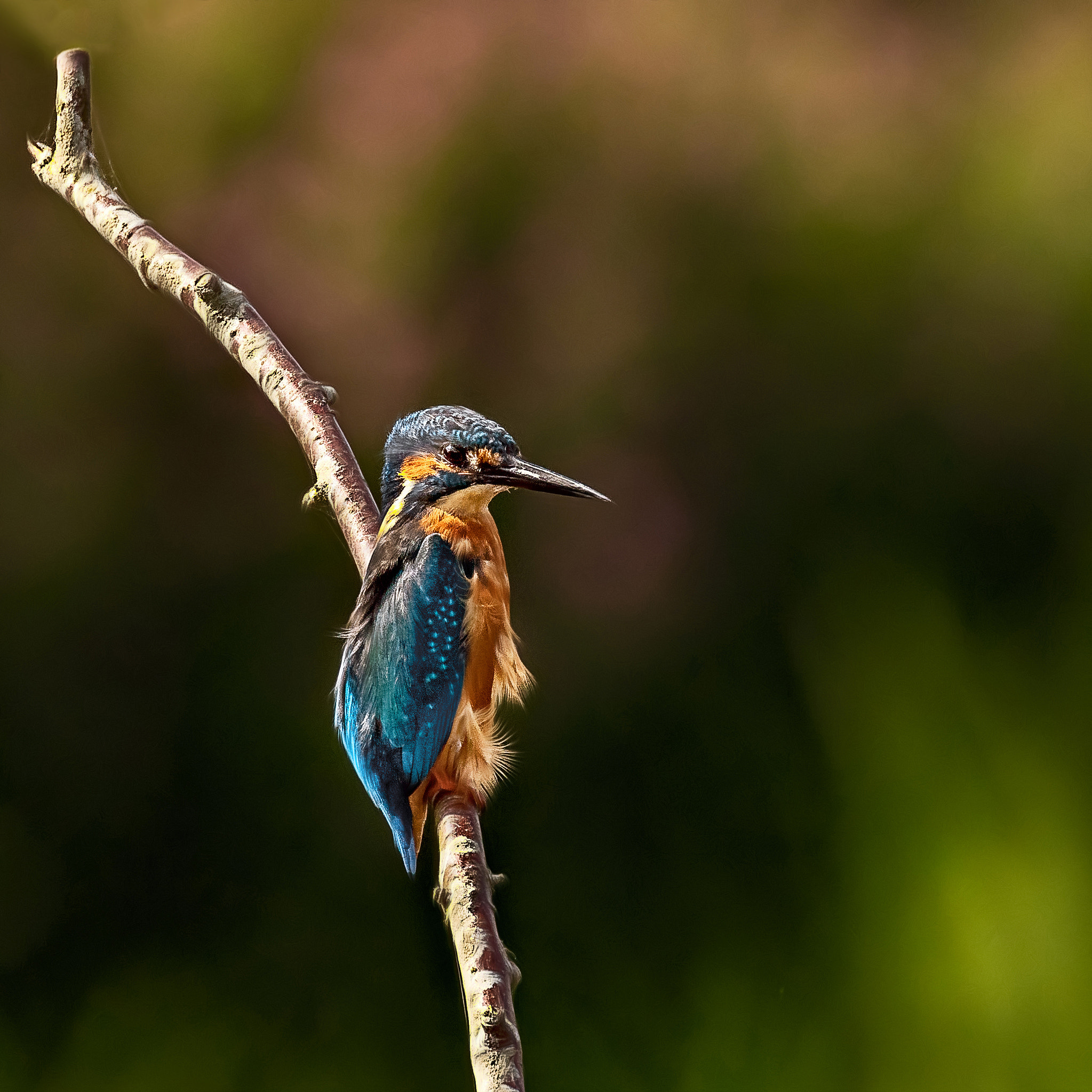 Canon EOS 5DS R sample photo. Eying up lunch.... photography