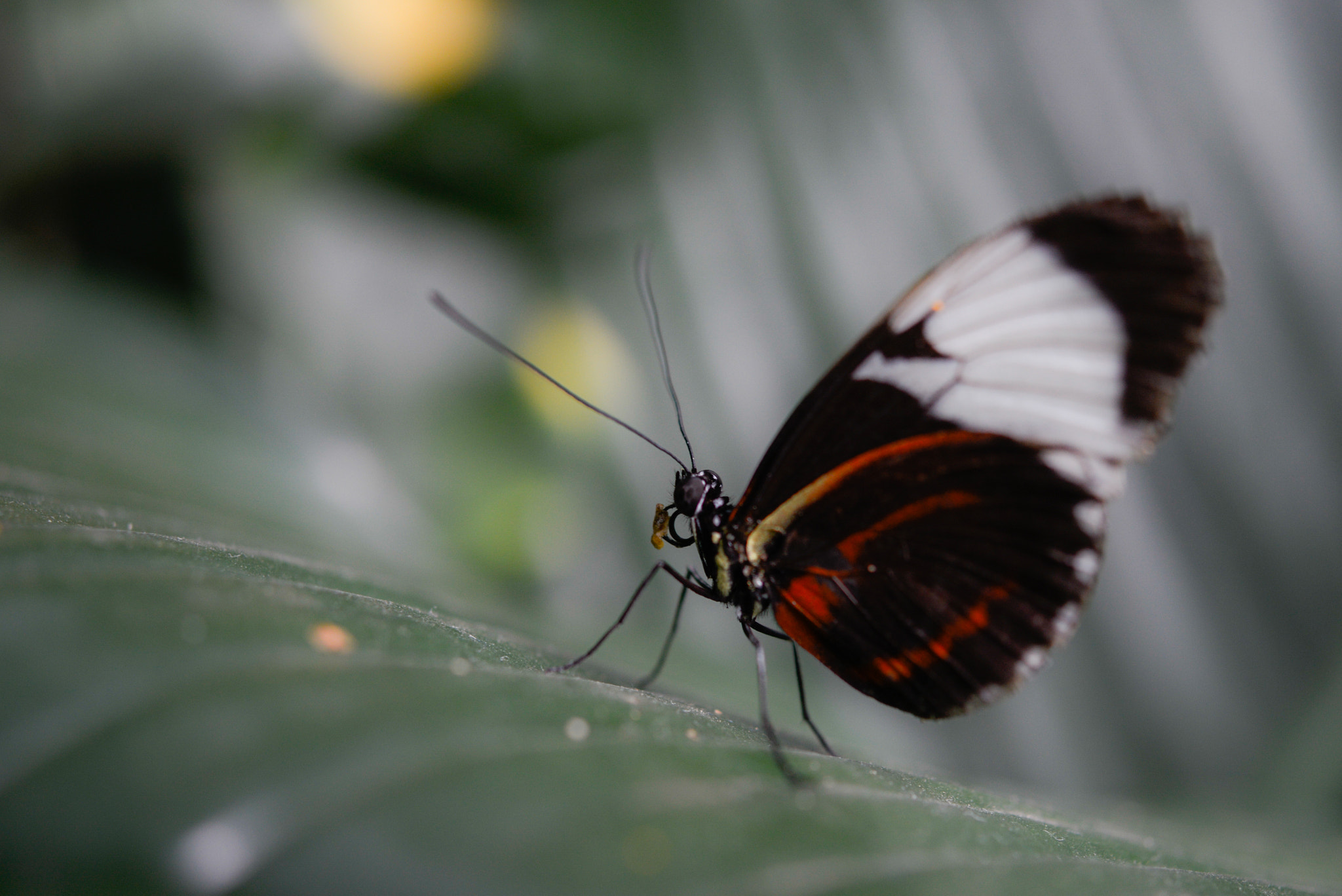 Nikon AF-S Micro-Nikkor 60mm F2.8G ED sample photo. Tiny photography