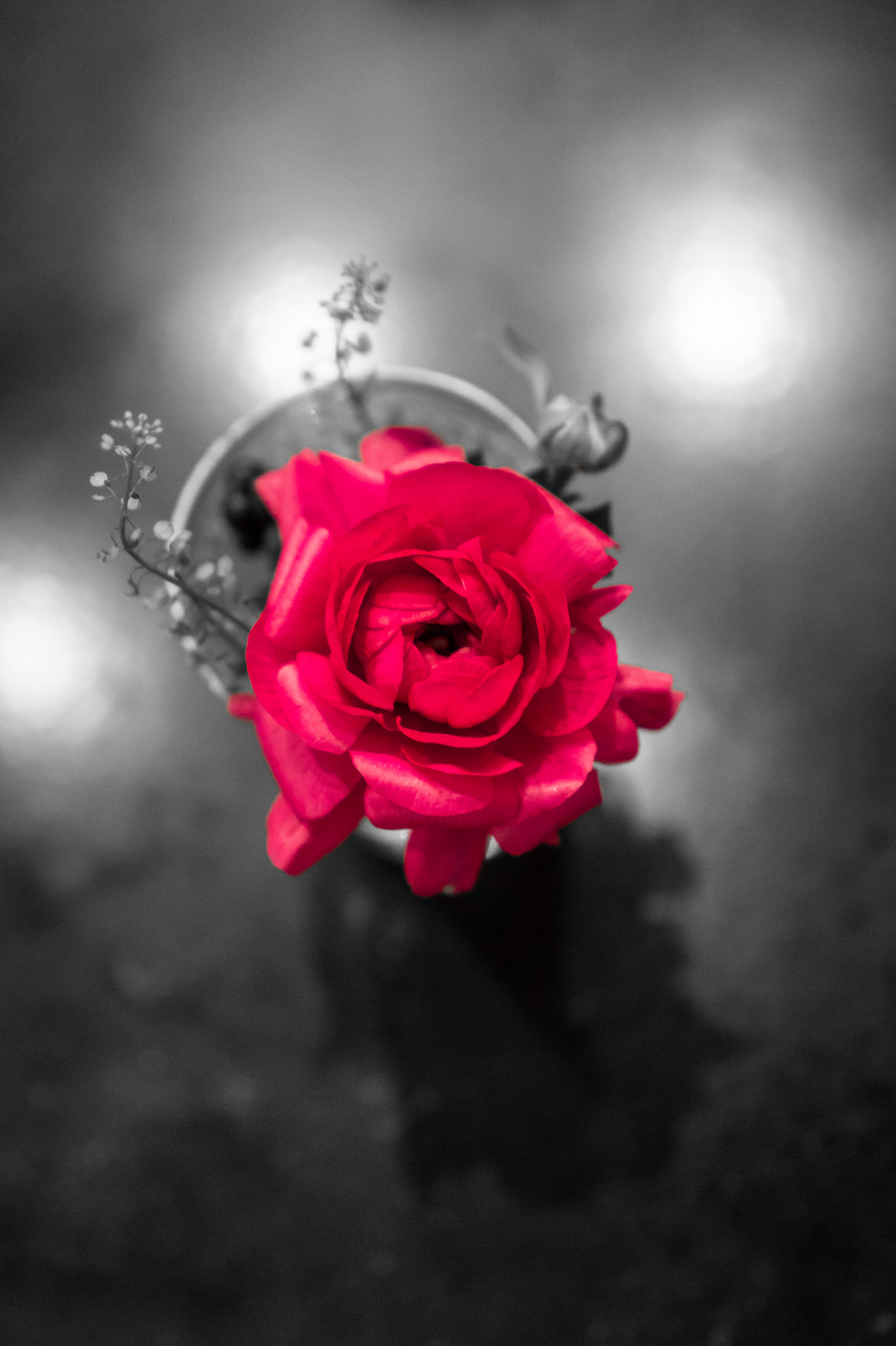Sony FE 28mm F2 sample photo. Rose photography