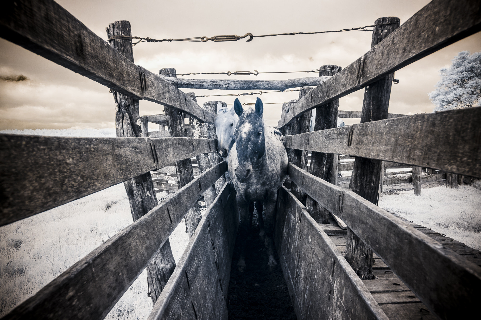 Canon EOS 40D sample photo. Horse ir photography