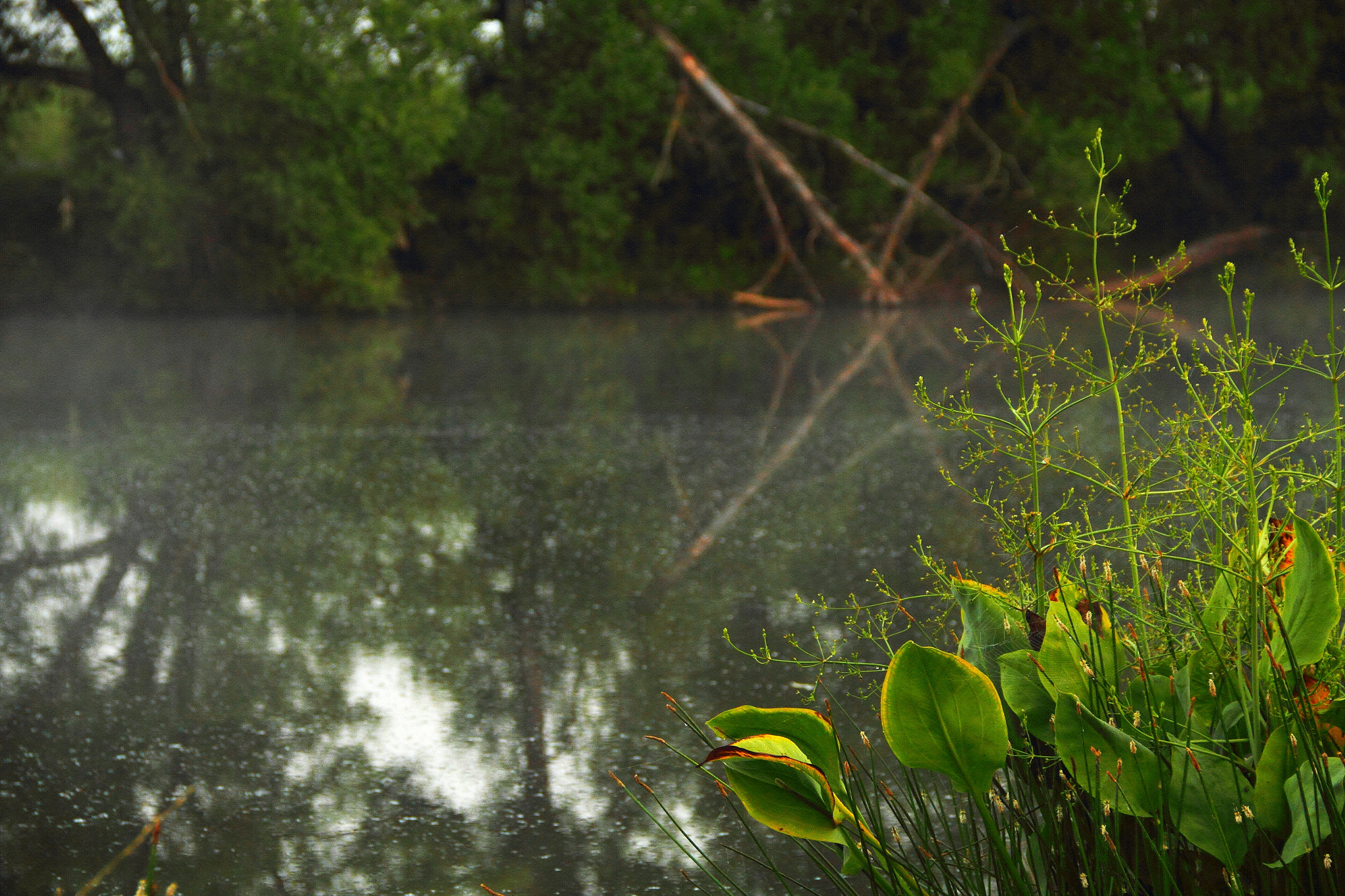 Canon EF-S 18-135mm F3.5-5.6 IS sample photo. Summer, pond photography