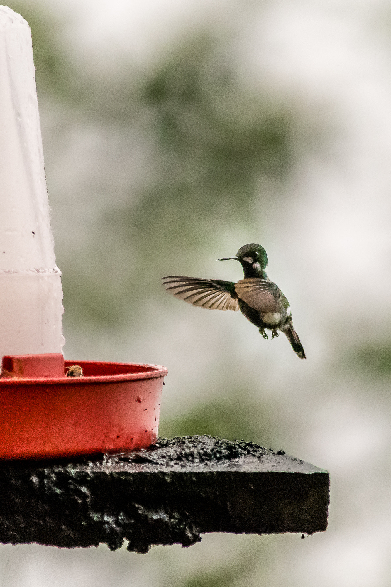 Nikon D500 sample photo. Frozen in time photography