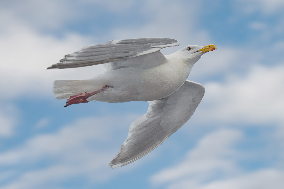 Nikon D800E sample photo. Gull photography