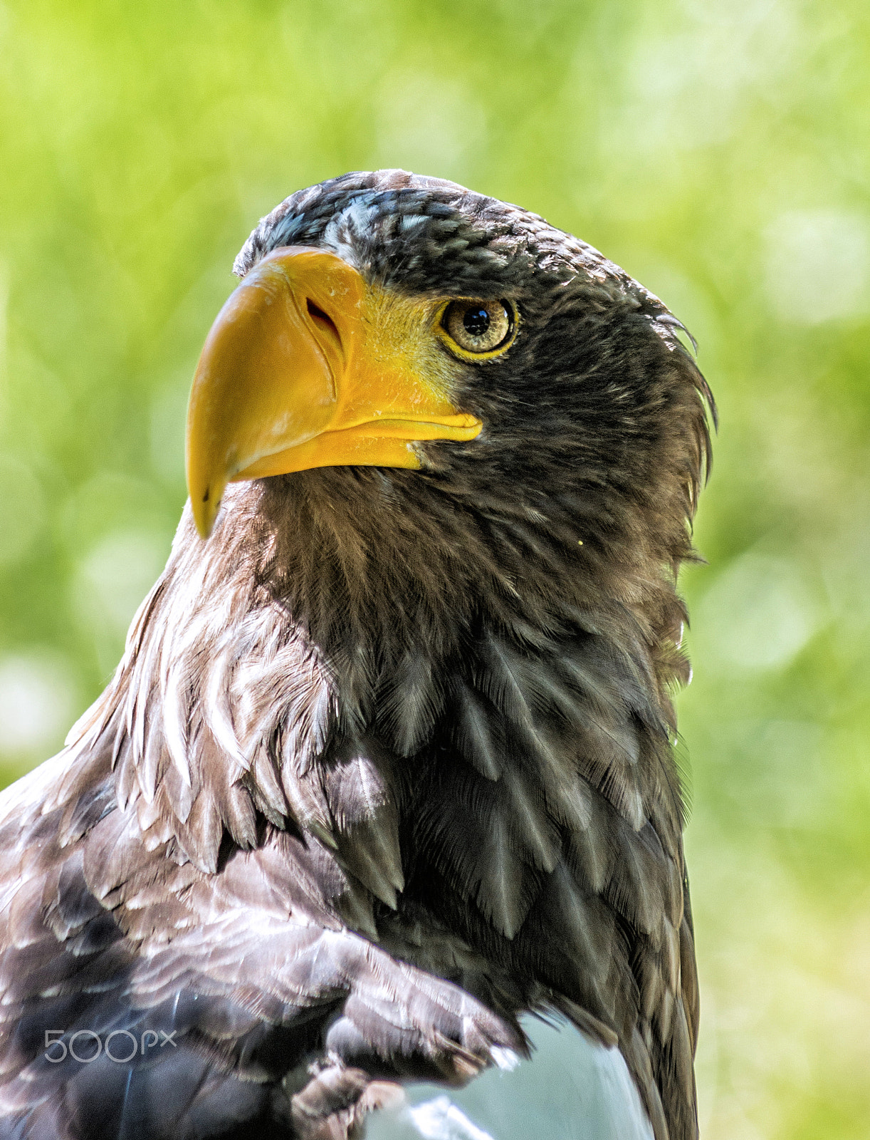 smc PENTAX-DA L 55-300mm F4-5.8 ED sample photo. Eagle photography