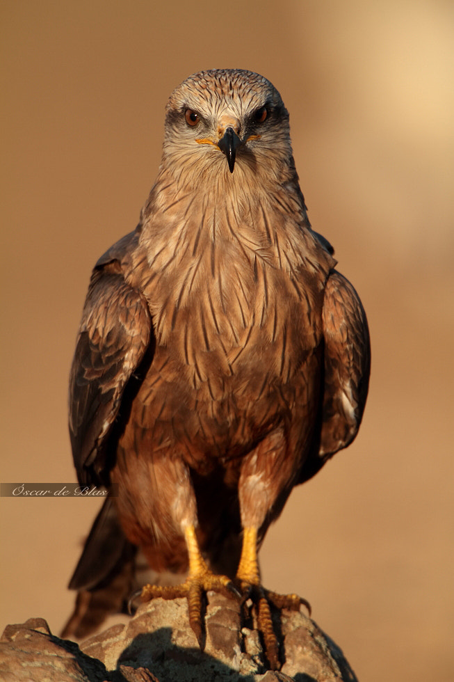 Canon EOS 7D + Canon EF 500mm F4L IS USM sample photo. Black kite face to face photography