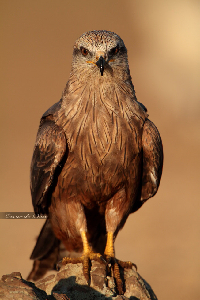 Canon EF 500mm F4L IS USM sample photo. Black kite face to face photography