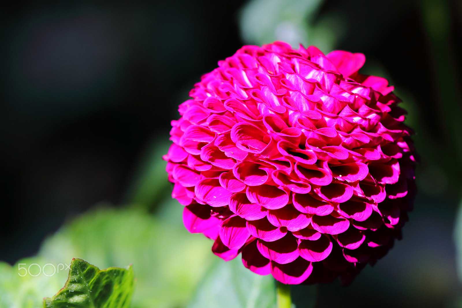 Canon EF 100mm F2.8L Macro IS USM sample photo. Marigold photography