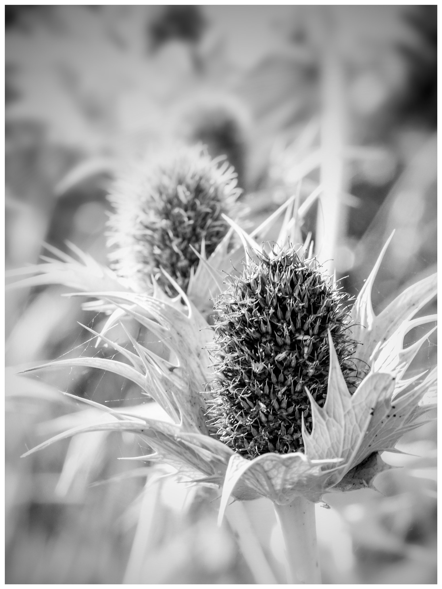 Panasonic Lumix DMC-GX7 + Sigma 60mm F2.8 DN Art sample photo. Silver thistle photography