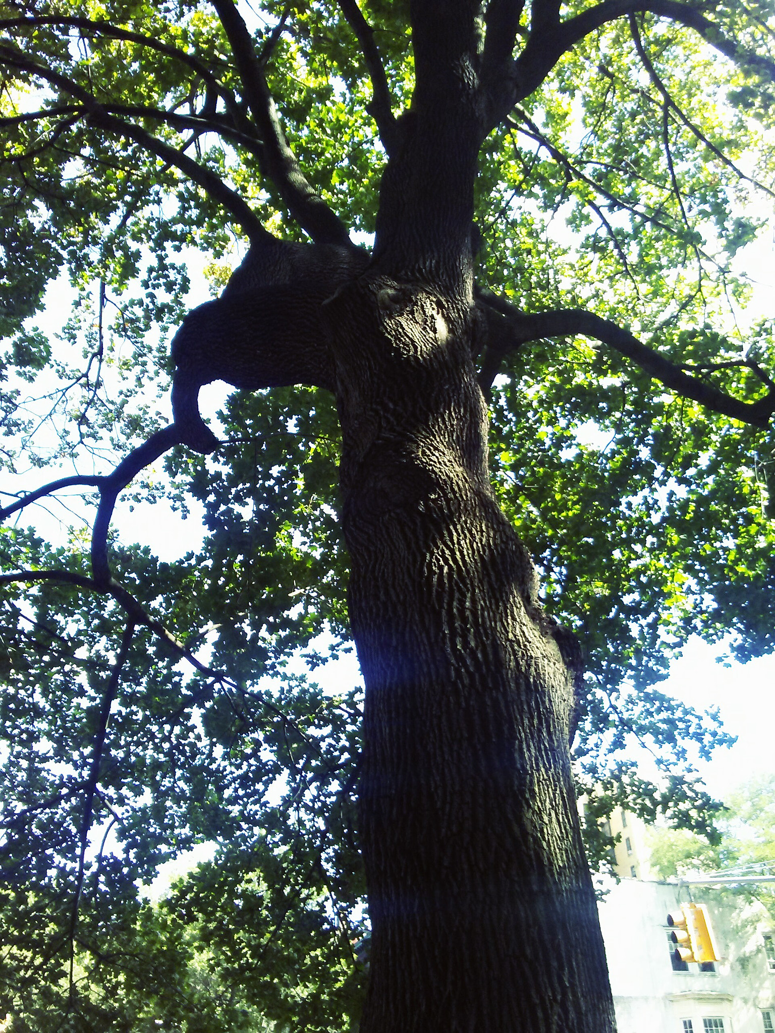 LG M1 sample photo. Riverside park tree. the symbol of strength and life photography