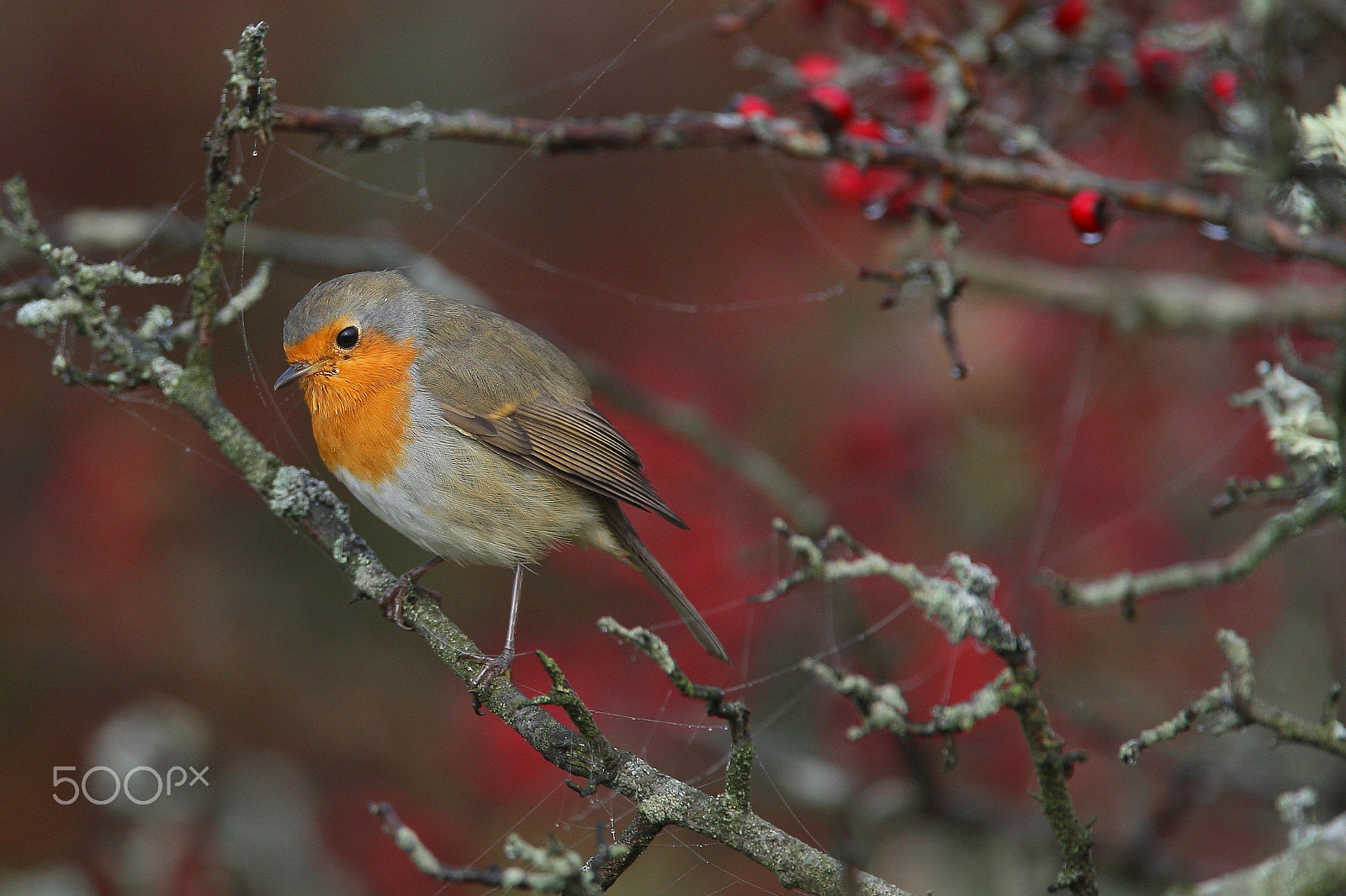 Canon EF 300mm F2.8L IS USM sample photo. Robin so small bird photography