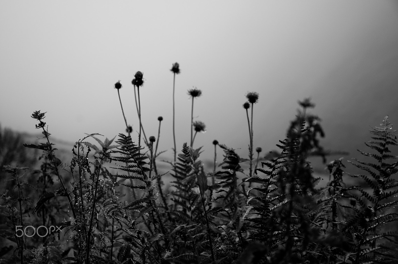 Nikon D50 sample photo. Dark flowers like thoughts in the blizzard photography
