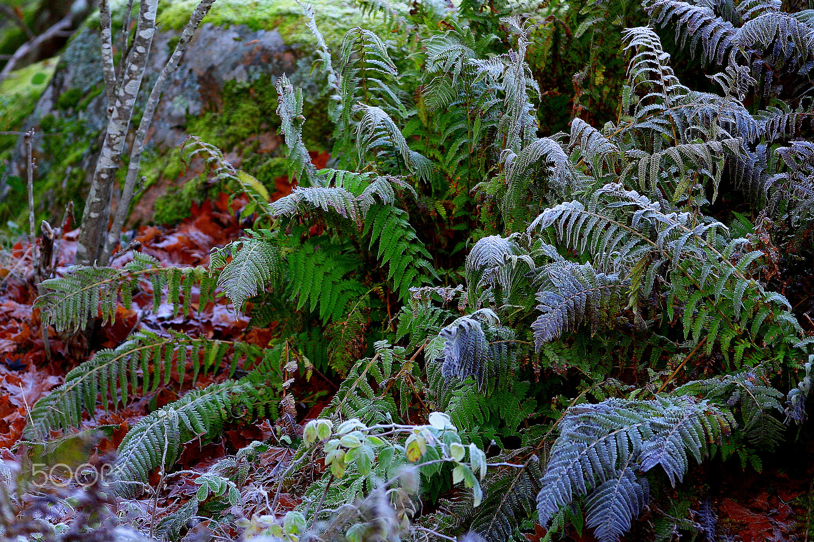 Canon EF 300mm F2.8L IS USM sample photo. Fern in frost photography