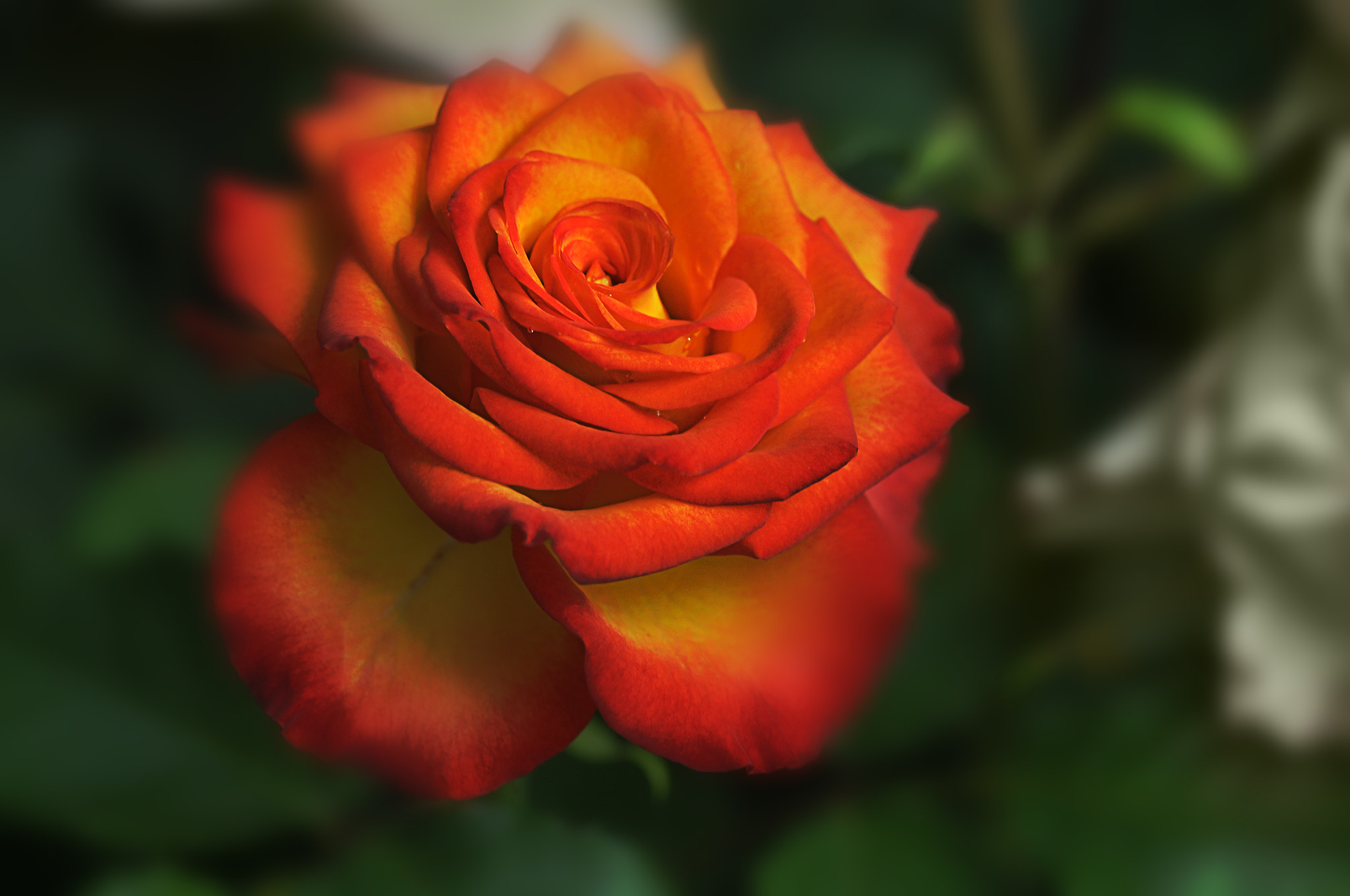 Nikon D300 + AF Micro-Nikkor 105mm f/2.8 sample photo. Красвица photography