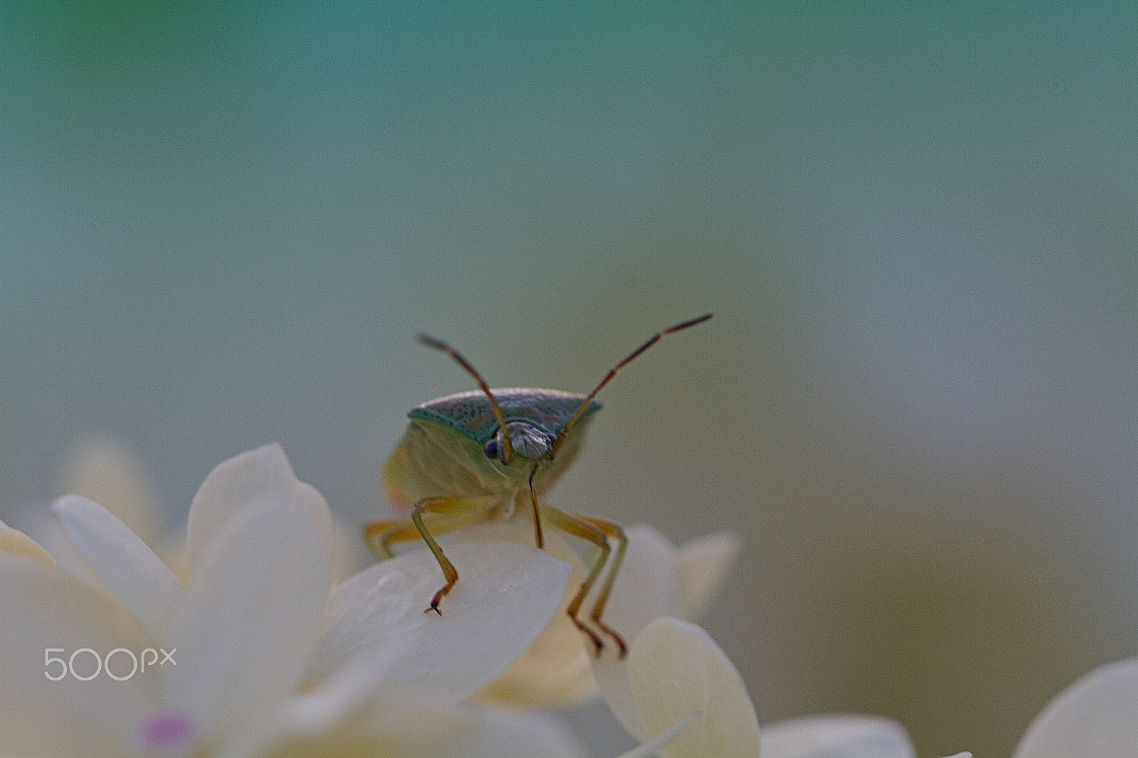 Sigma APO Macro 150mm f/2.8 EX DG HSM sample photo. Pentatomidae photography