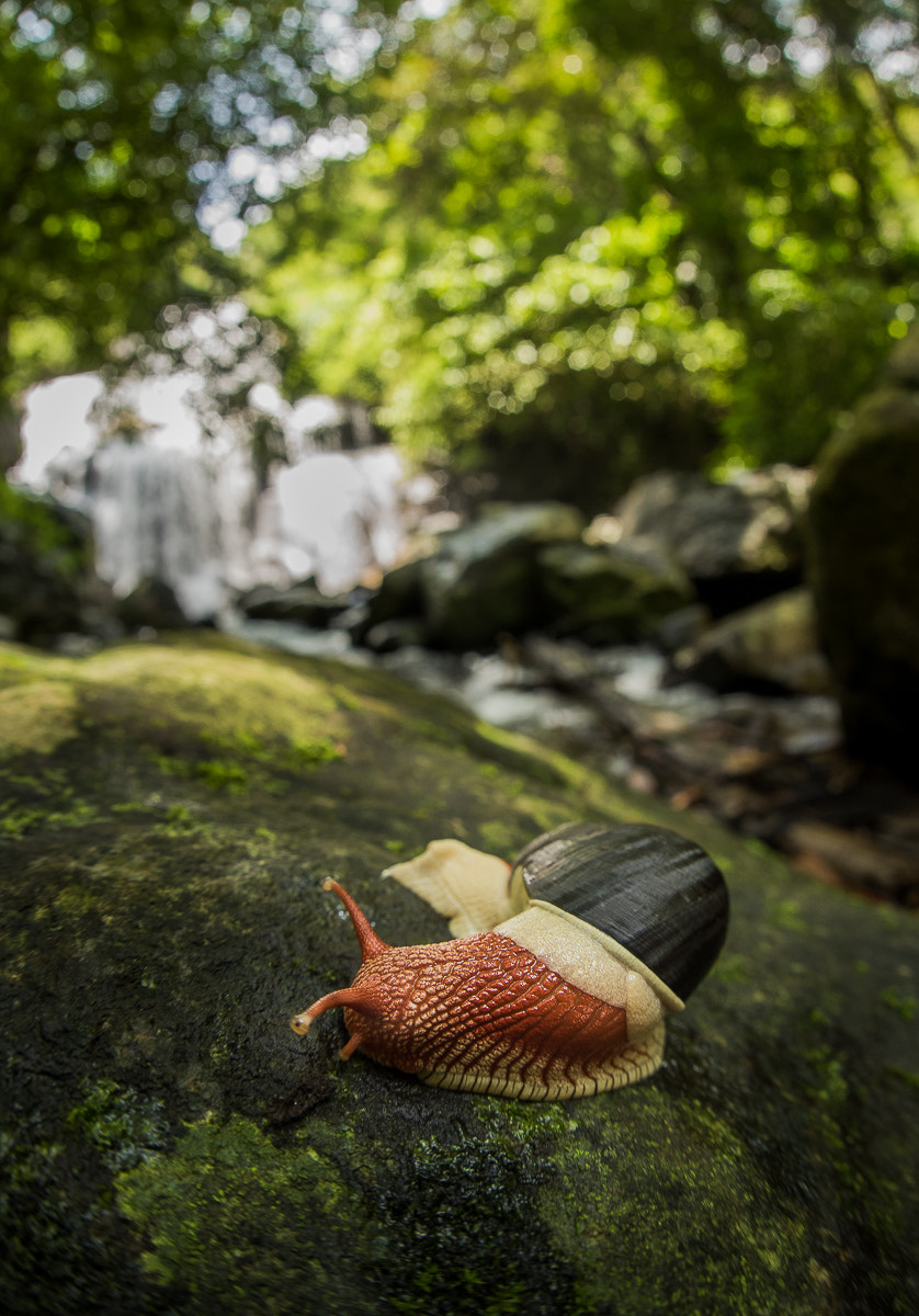 Nikon D810 + Sigma 15mm F2.8 EX DG Diagonal Fisheye sample photo. Near a waterfalls photography