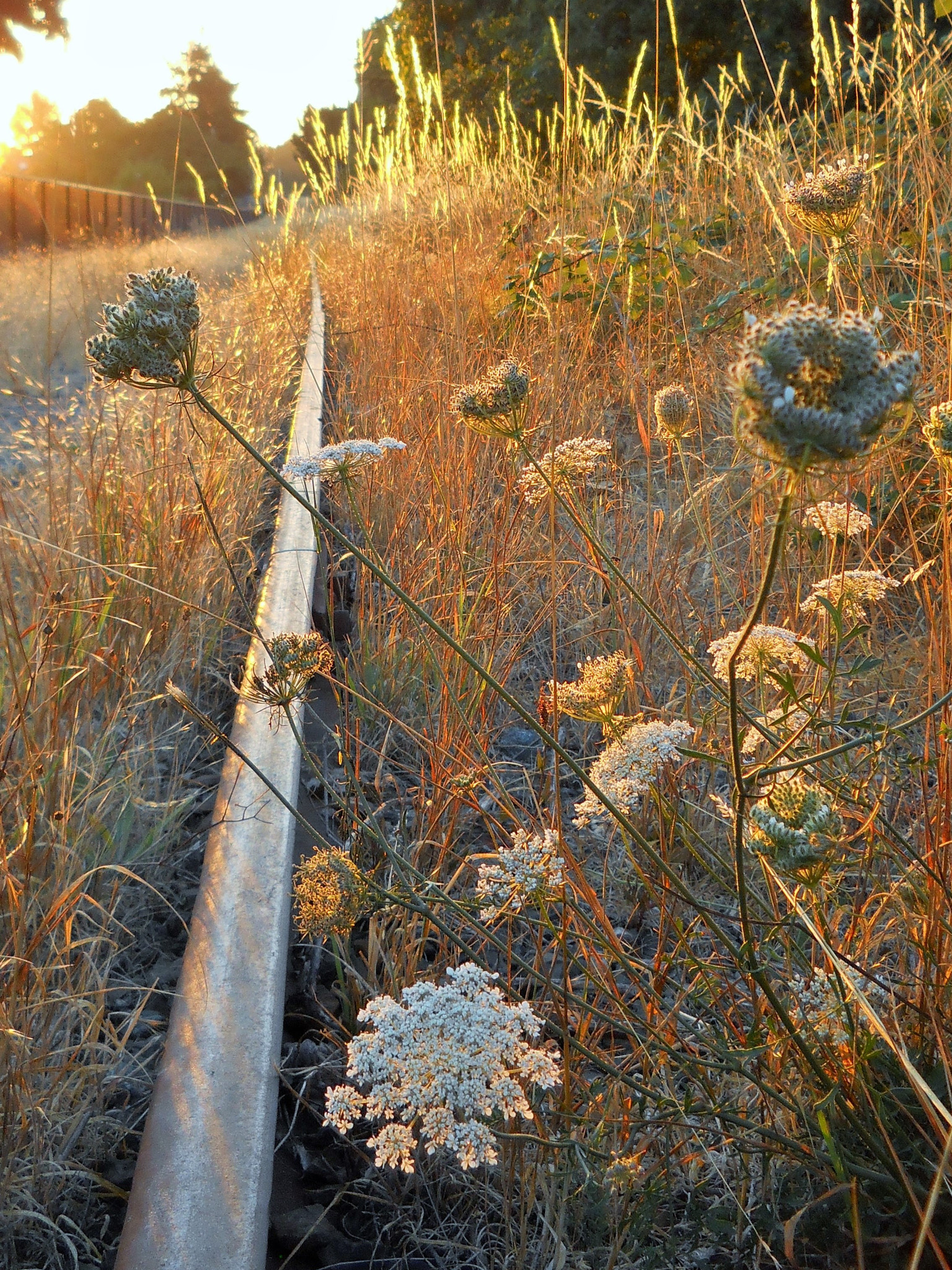 Nikon Coolpix L24 sample photo. Wildflowers along old traintracks photography