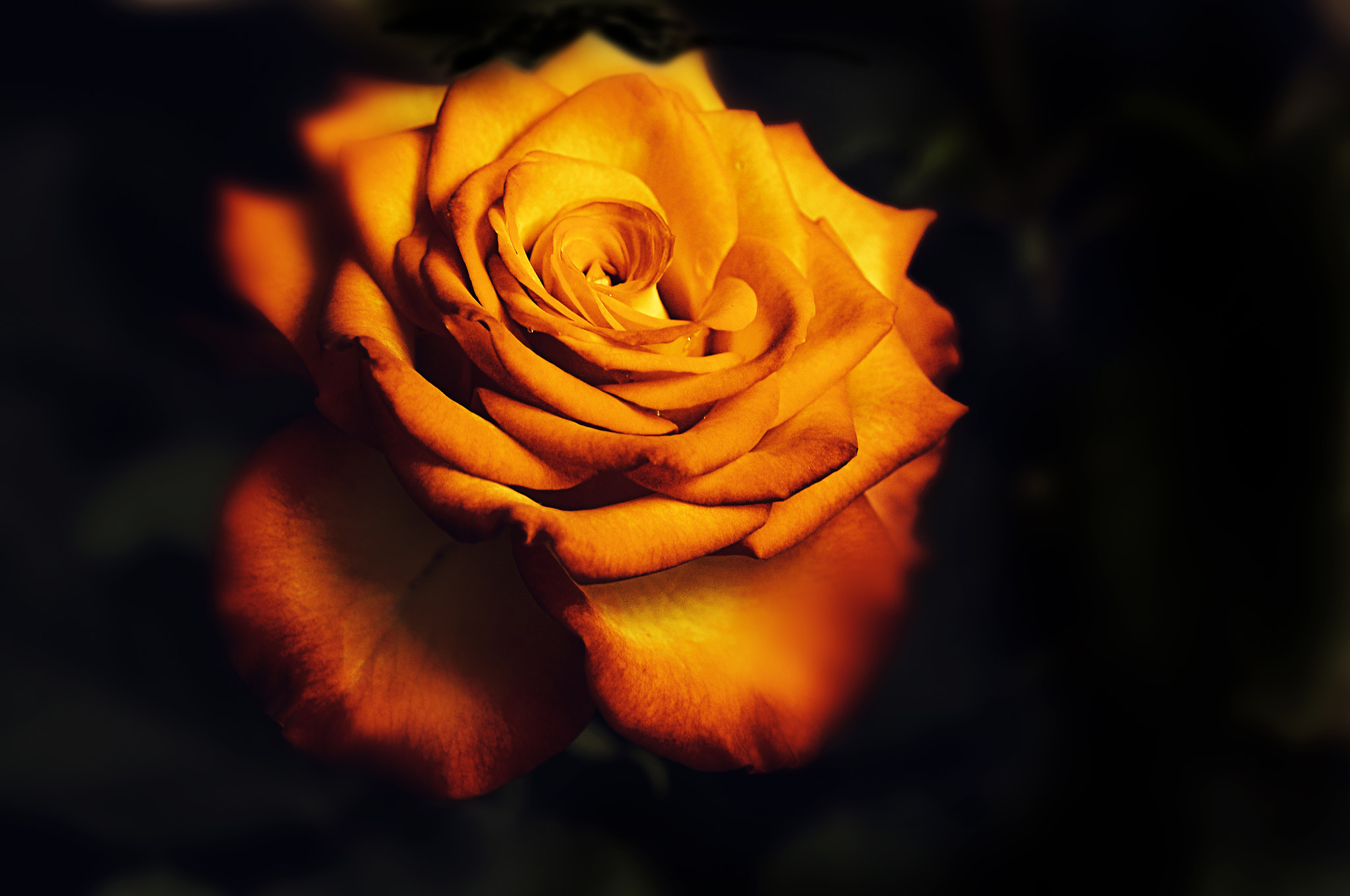 AF Micro-Nikkor 105mm f/2.8 sample photo. Роза photography