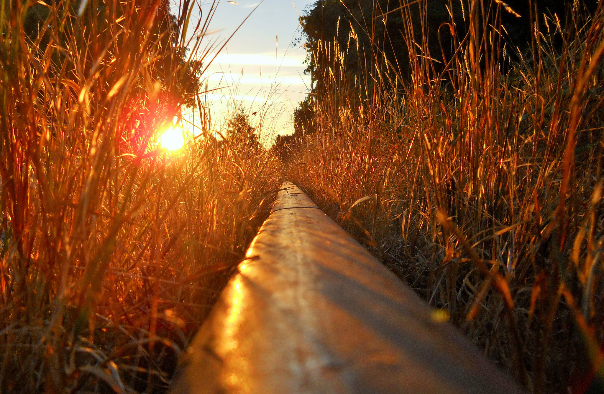 Nikon Coolpix L24 sample photo. Disapearing amongst the coppery grasses photography