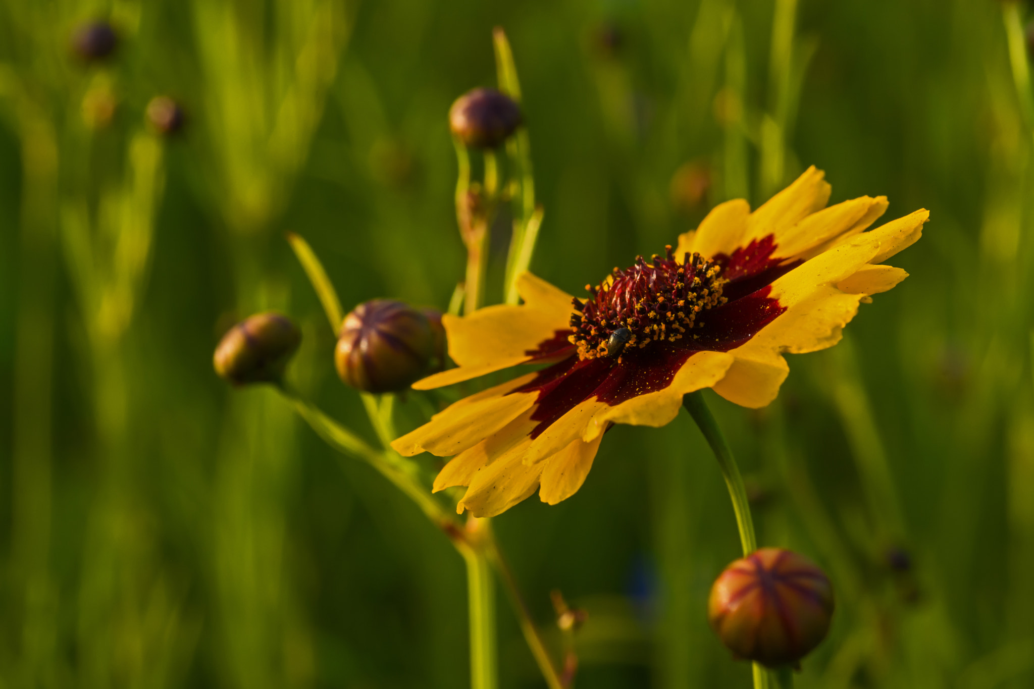 Nikon D7100 + AF Micro-Nikkor 60mm f/2.8 sample photo. Sunset bathing! photography