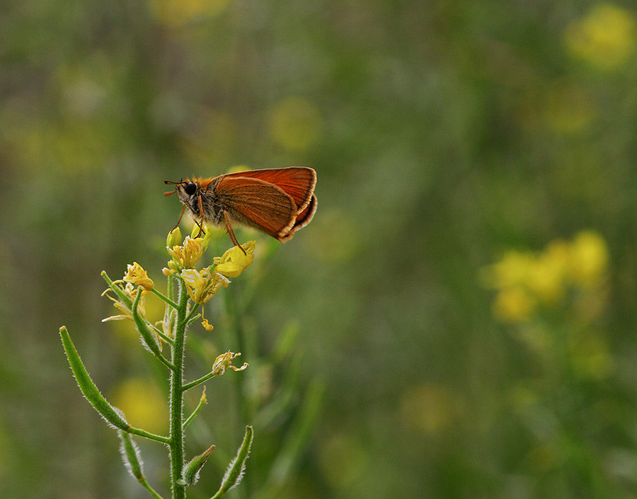 Pentax K20D sample photo. Buterfly photography