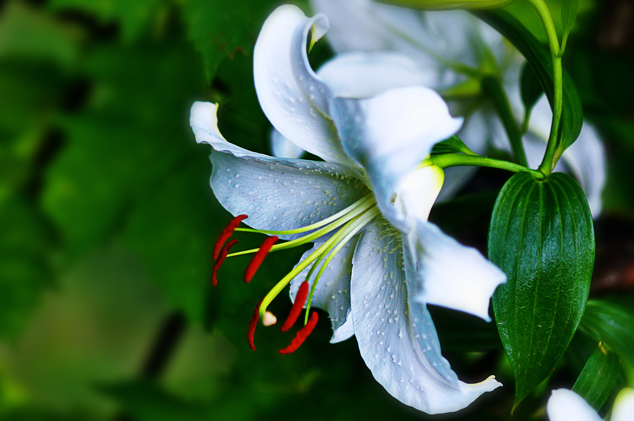 Nikon D300 + AF Micro-Nikkor 105mm f/2.8 sample photo. Лилия photography