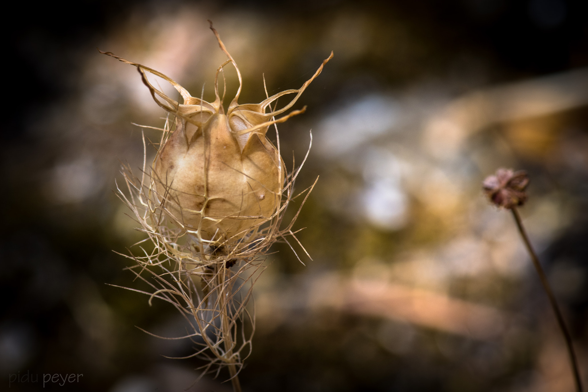 Nikon D5 sample photo. Dry mummy photography