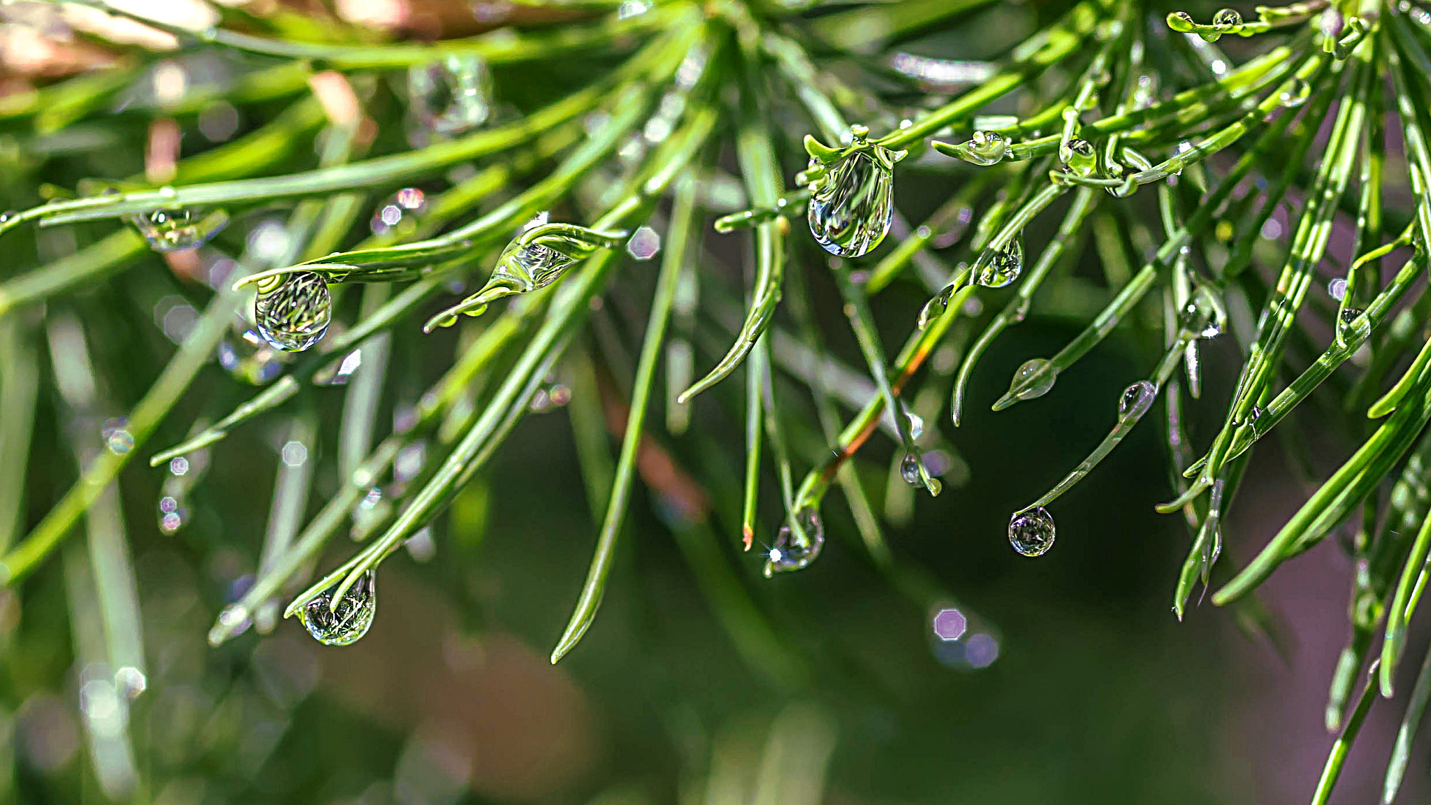 Pentax smc D-FA 50mm F2.8 Macro sample photo. The rain in the pinewood photography