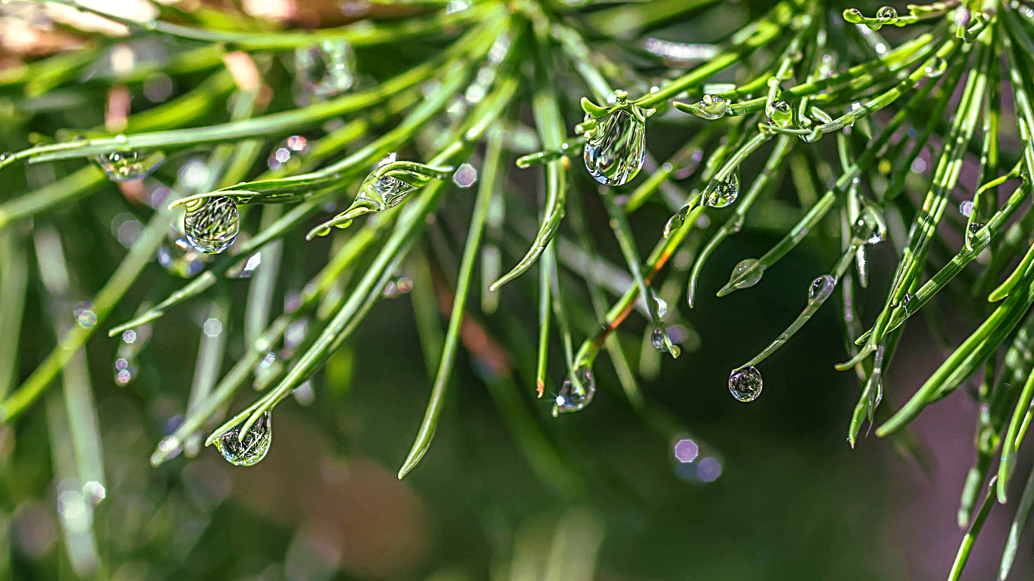 Pentax K-500 + Pentax smc D-FA 50mm F2.8 Macro sample photo. The rain in the pinewood photography