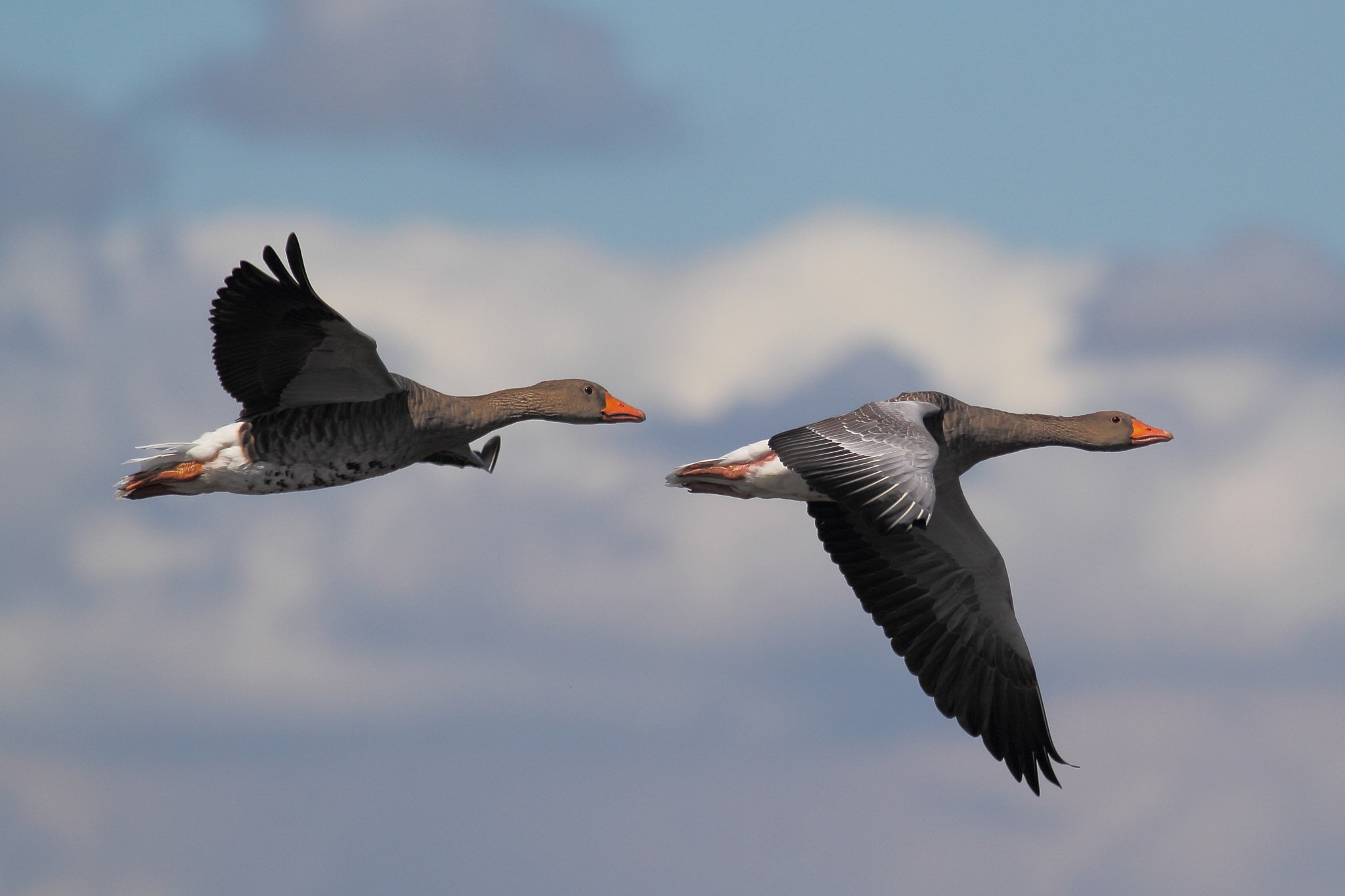 Canon EOS 60D + Canon EF 400mm F5.6L USM sample photo. Geese in flight photography