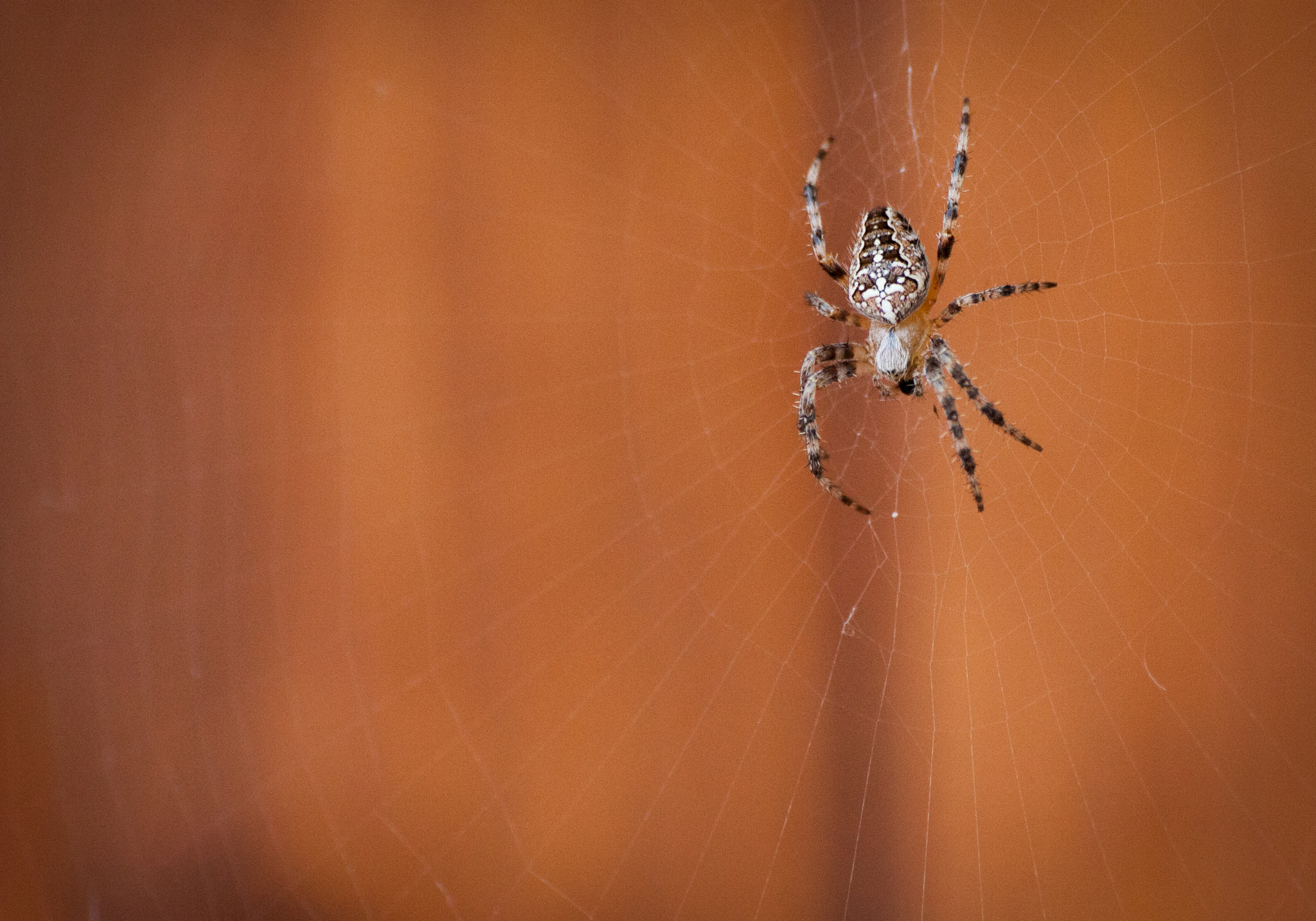Canon EOS 450D (EOS Rebel XSi / EOS Kiss X2) sample photo. Araneus diadematus photography