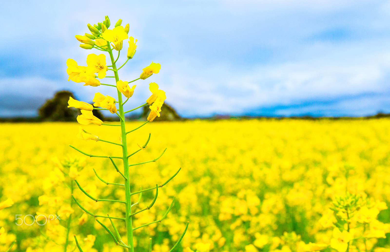 Canon EOS 7D + Canon EF 16-35mm F4L IS USM sample photo. Canola field and stormy clouds photography