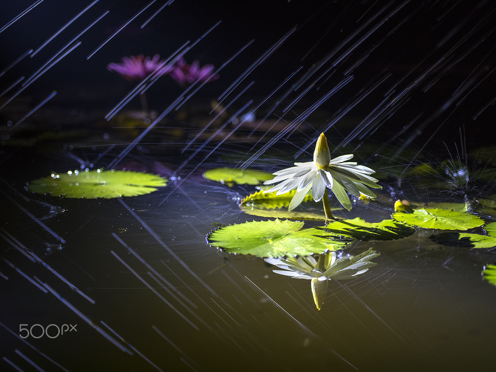 Pentax 645Z sample photo. Lotus flower in the rain photography