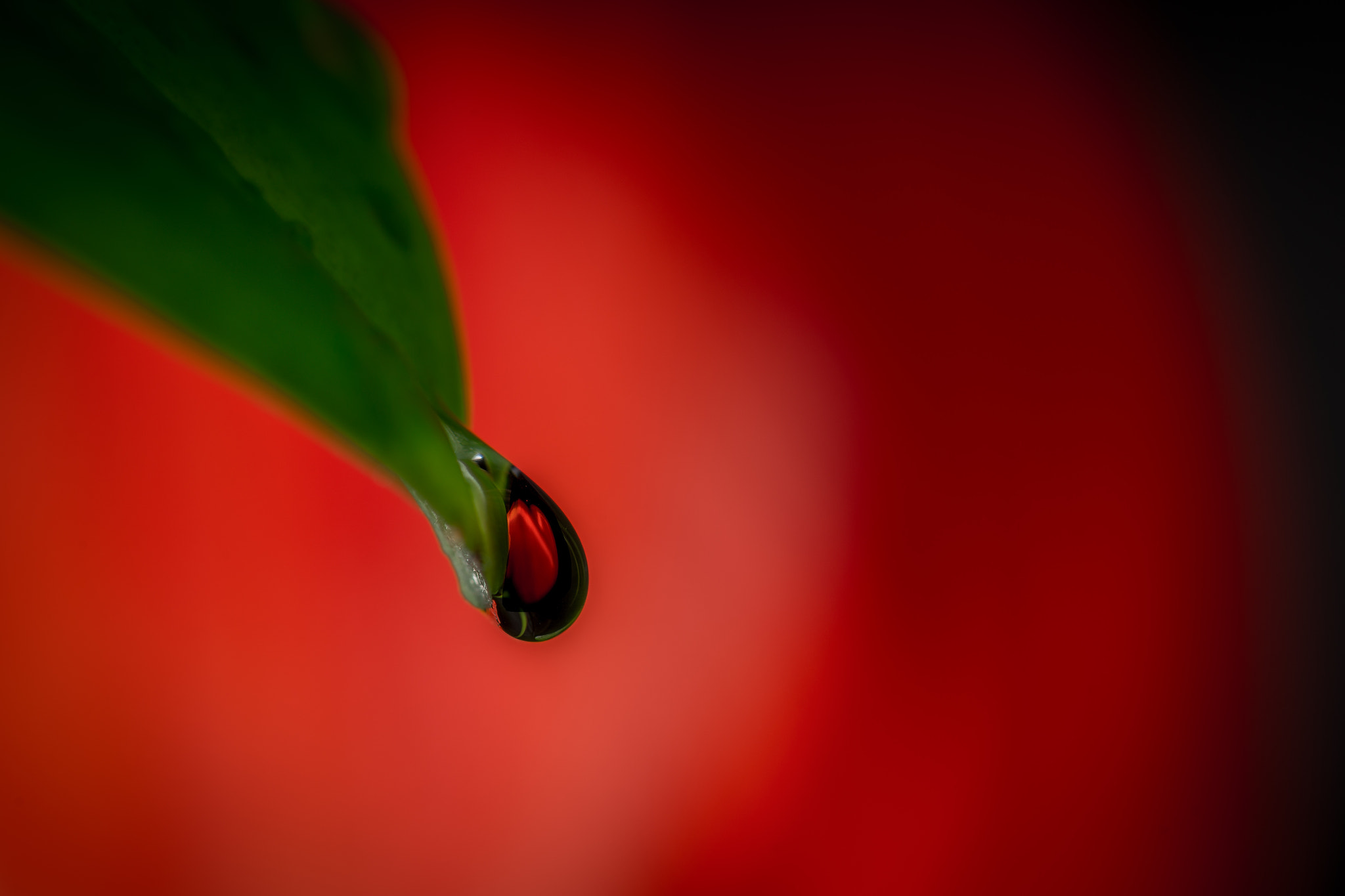 Sony a99 II + Sony 100mm F2.8 Macro sample photo. Red tulip photography