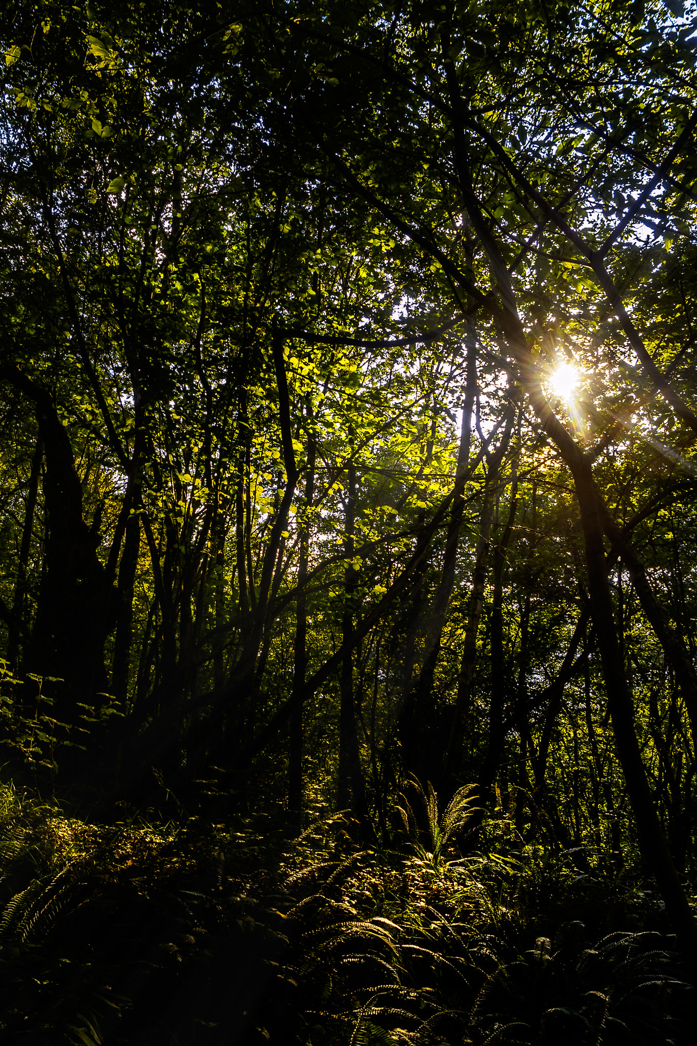 Olympus OM-D E-M5 + OLYMPUS 14-54mm Lens sample photo. Sun in the forest photography