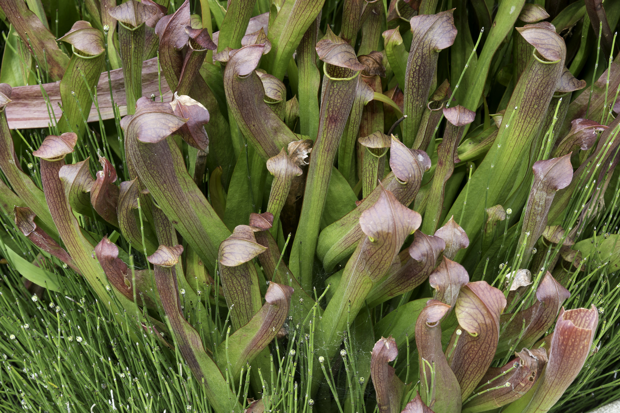 Tamron SP 70-200mm F2.8 Di VC USD sample photo. Pitcher plants photography