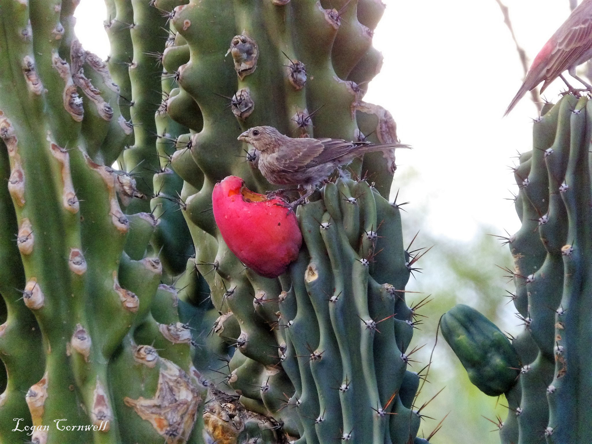 Kodak PIXPRO AZ521 sample photo. Cacti photography