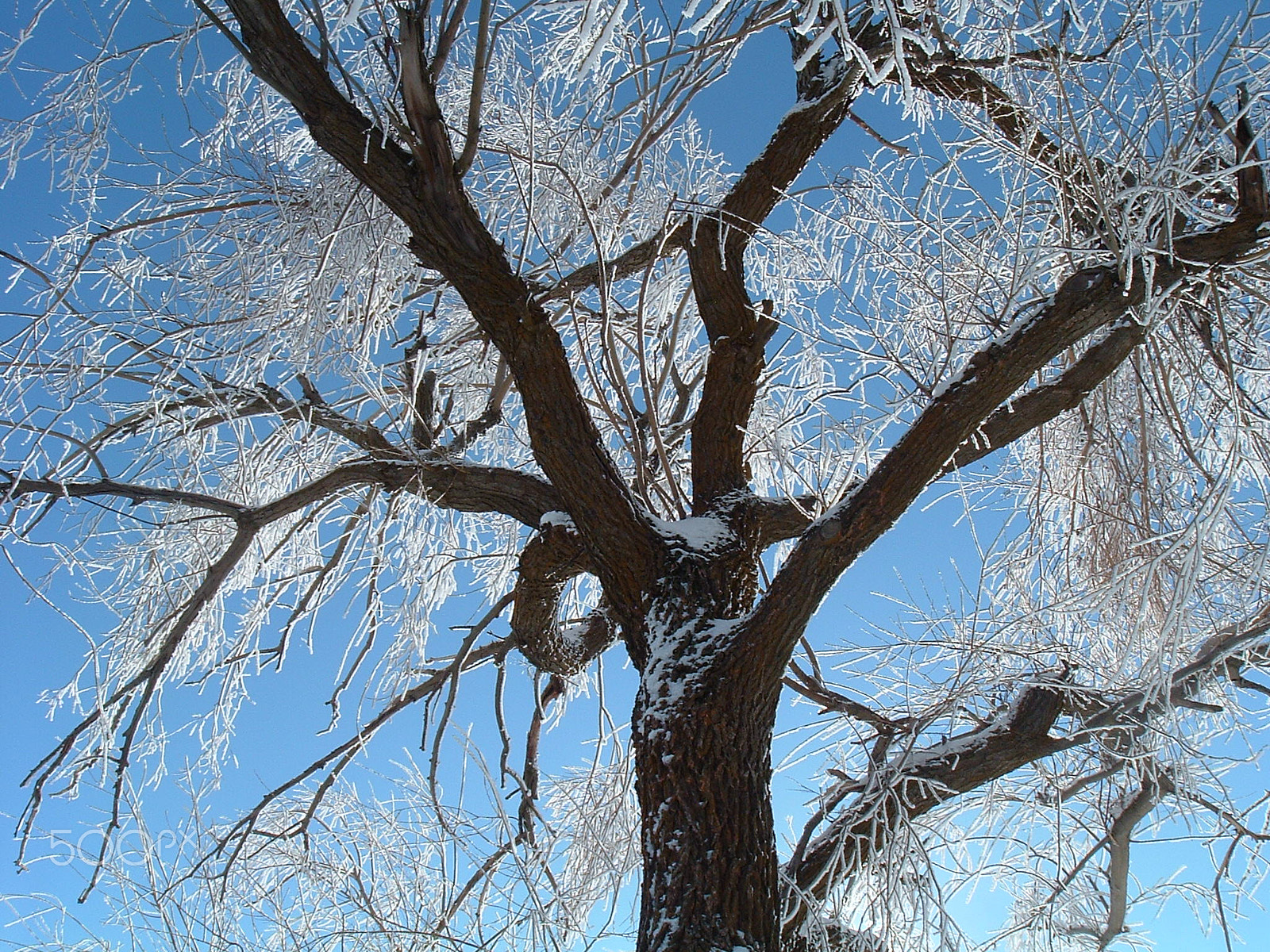 Fujifilm FinePix A210 sample photo. Old frosty cottonwood photography