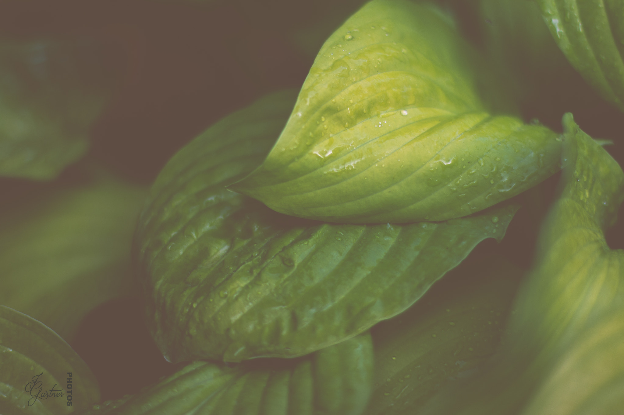 Canon EOS 650D (EOS Rebel T4i / EOS Kiss X6i) sample photo. Green hosta photography