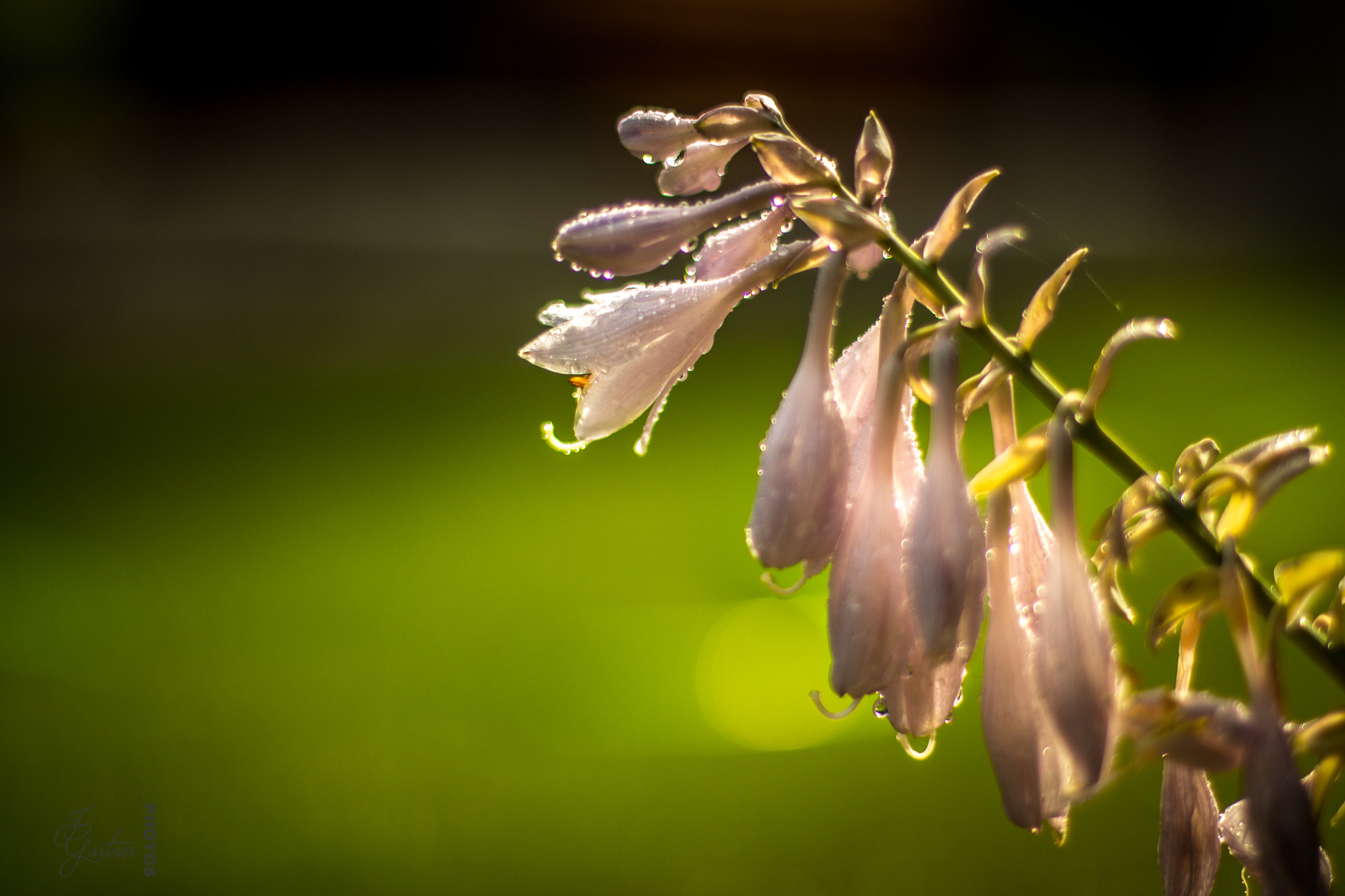 Canon EOS 650D (EOS Rebel T4i / EOS Kiss X6i) sample photo. Backlight raindrops photography