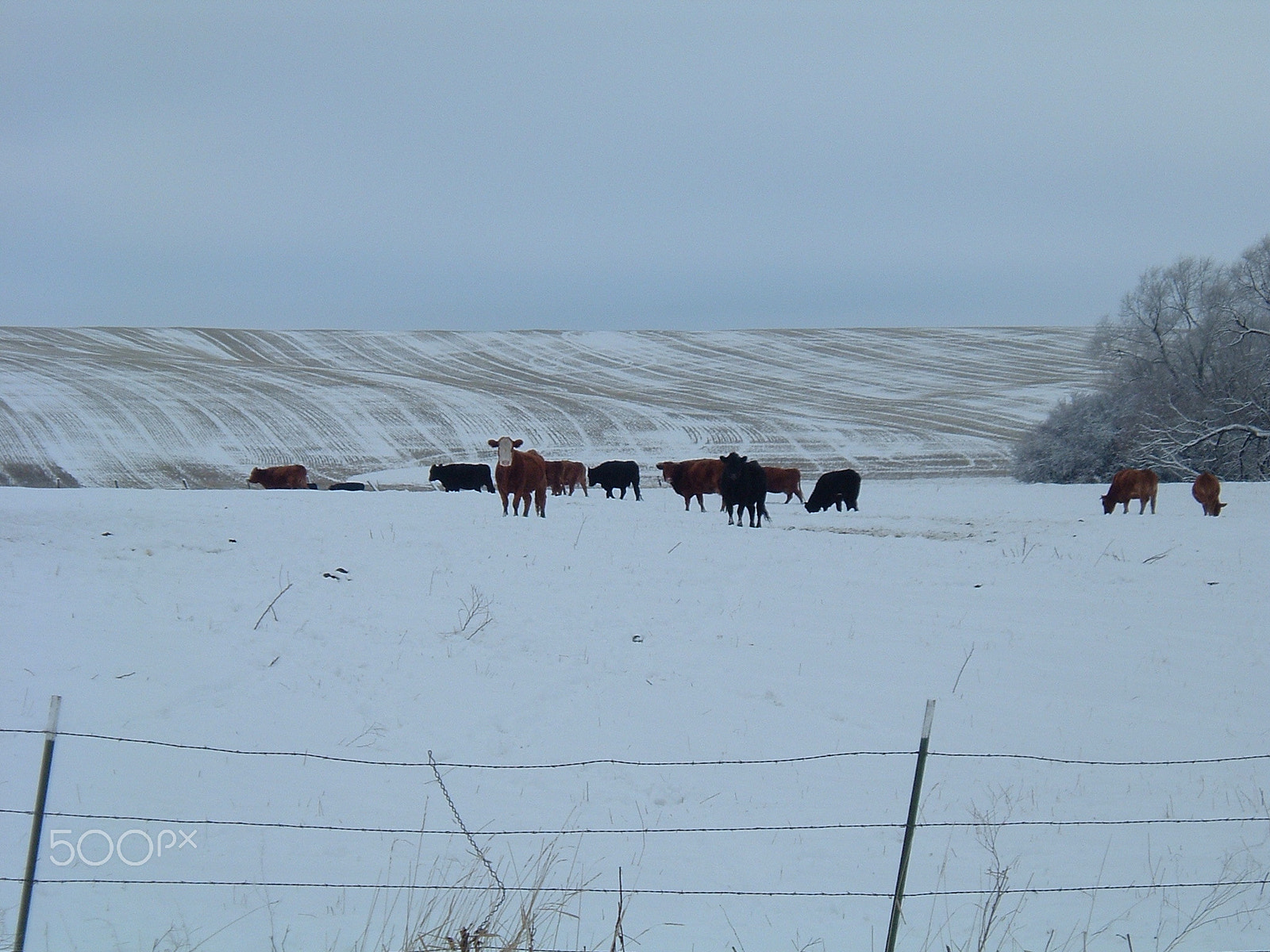 Fujifilm FinePix A210 sample photo. Cows in a winter pasture photography