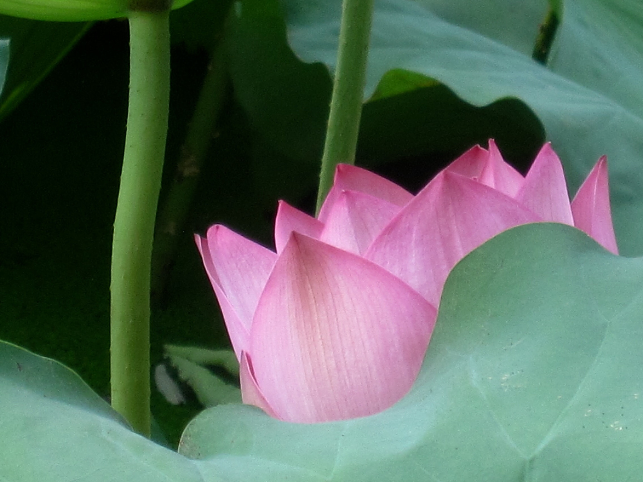 Canon PowerShot SD880 IS (Digital IXUS 870 IS / IXY Digital 920 IS) sample photo. Lotus 荷 photography