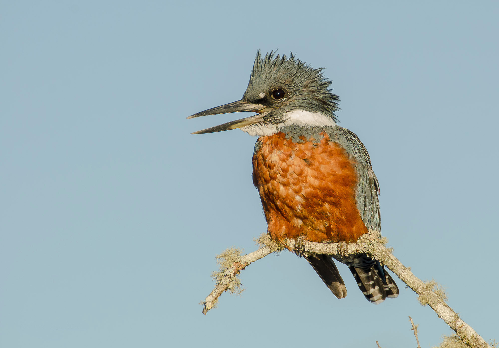 Sigma 50-500mm F4.5-6.3 DG OS HSM sample photo. Ringed kingfisher photography