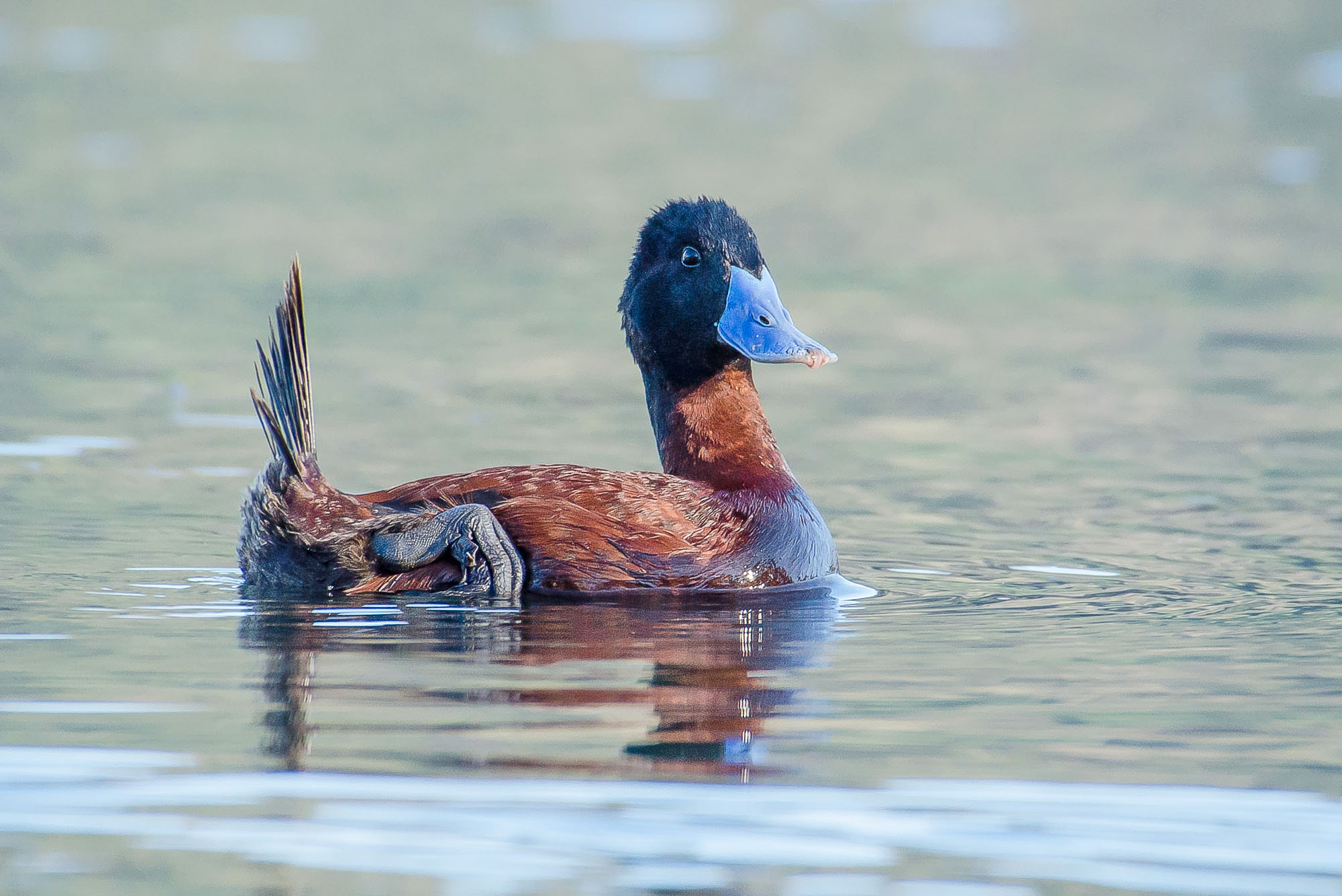 Sigma 50-500mm F4.5-6.3 DG OS HSM sample photo. Andean duck photography